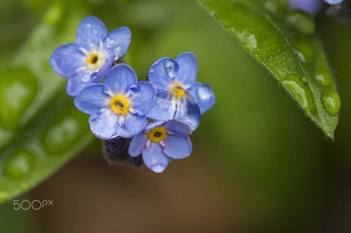 Pentax K-30 sample photo. Blue blossom  photography
