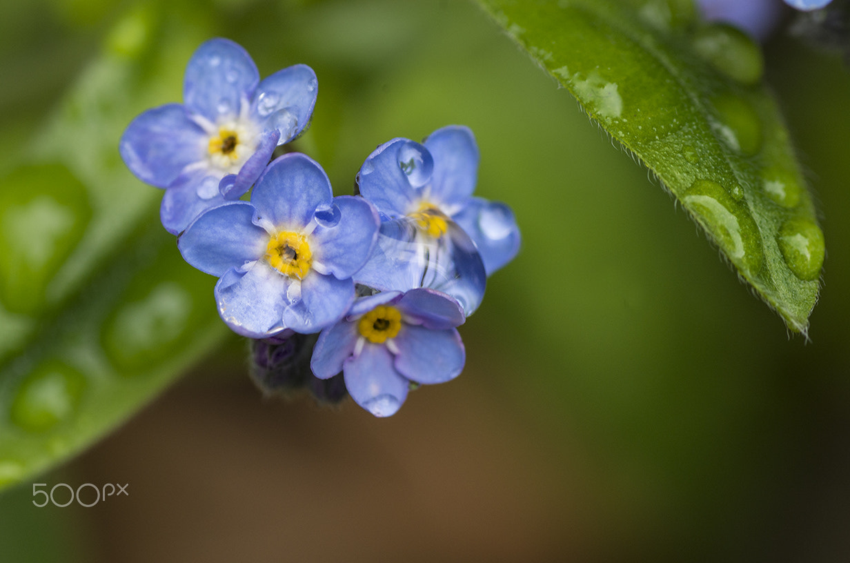 Tamron SP AF 90mm F2.8 Di Macro sample photo. Blue blossom  photography