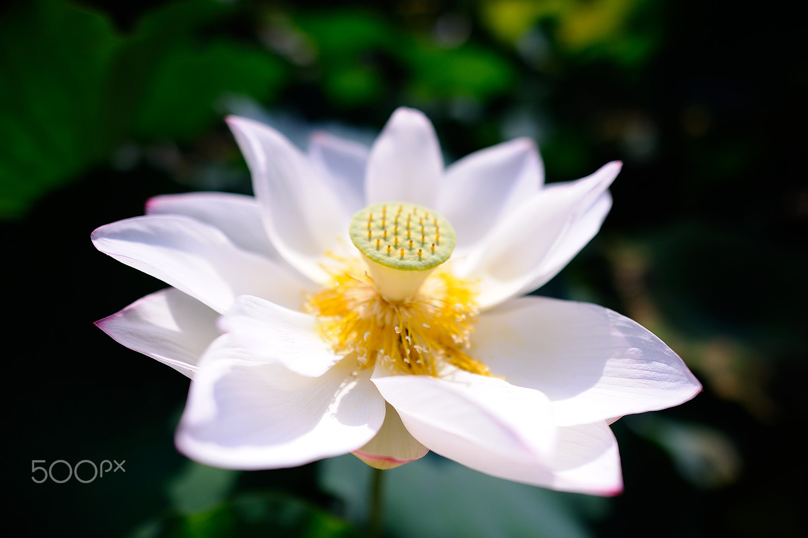 Nikon D700 + Nikon AF-S Nikkor 24mm F1.4G ED sample photo. Nelumbo nucifera photography