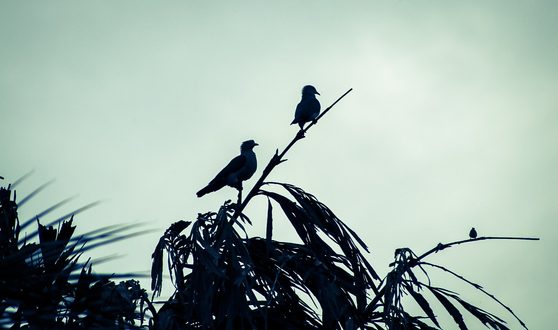 Canon EOS 80D + EF75-300mm f/4-5.6 sample photo. Birds in sri lanka photography
