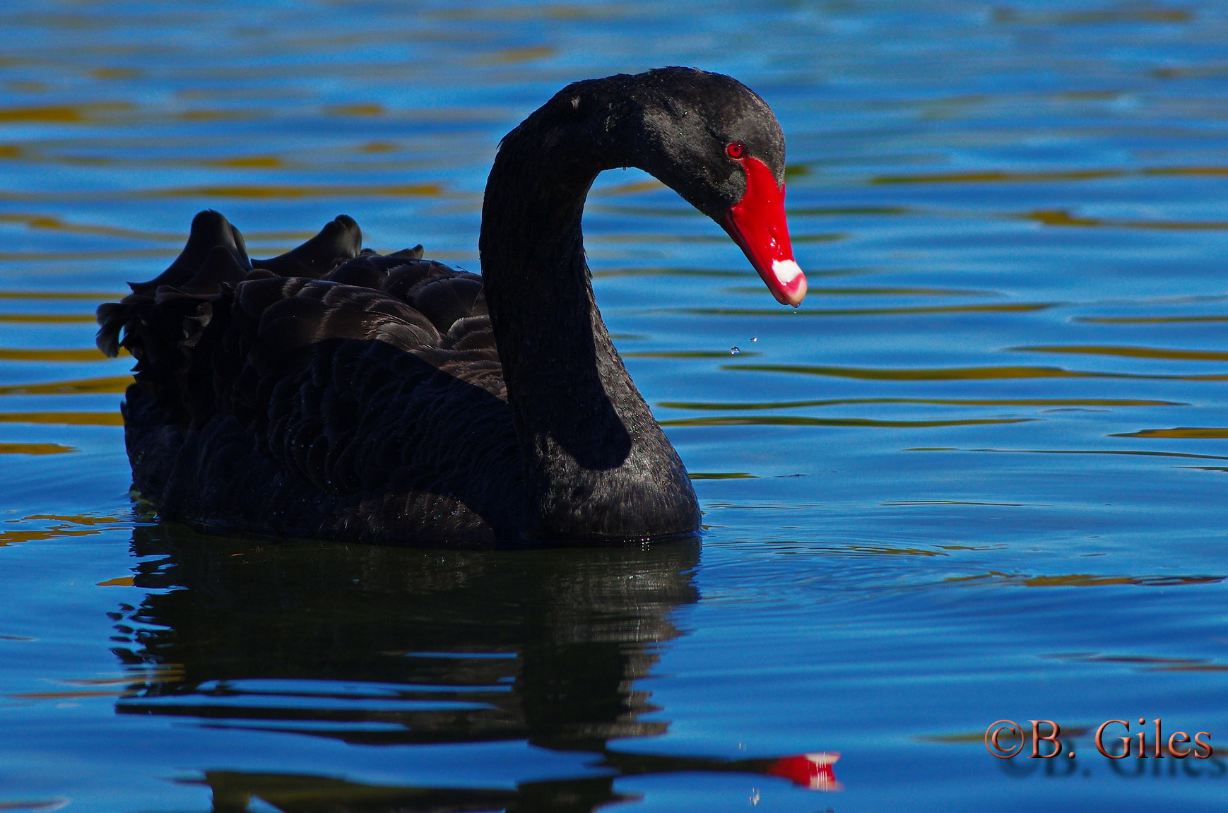 Pentax K-5 IIs + Pentax smc DA* 60-250mm F4.0 ED (IF) SDM sample photo. Black swan photography