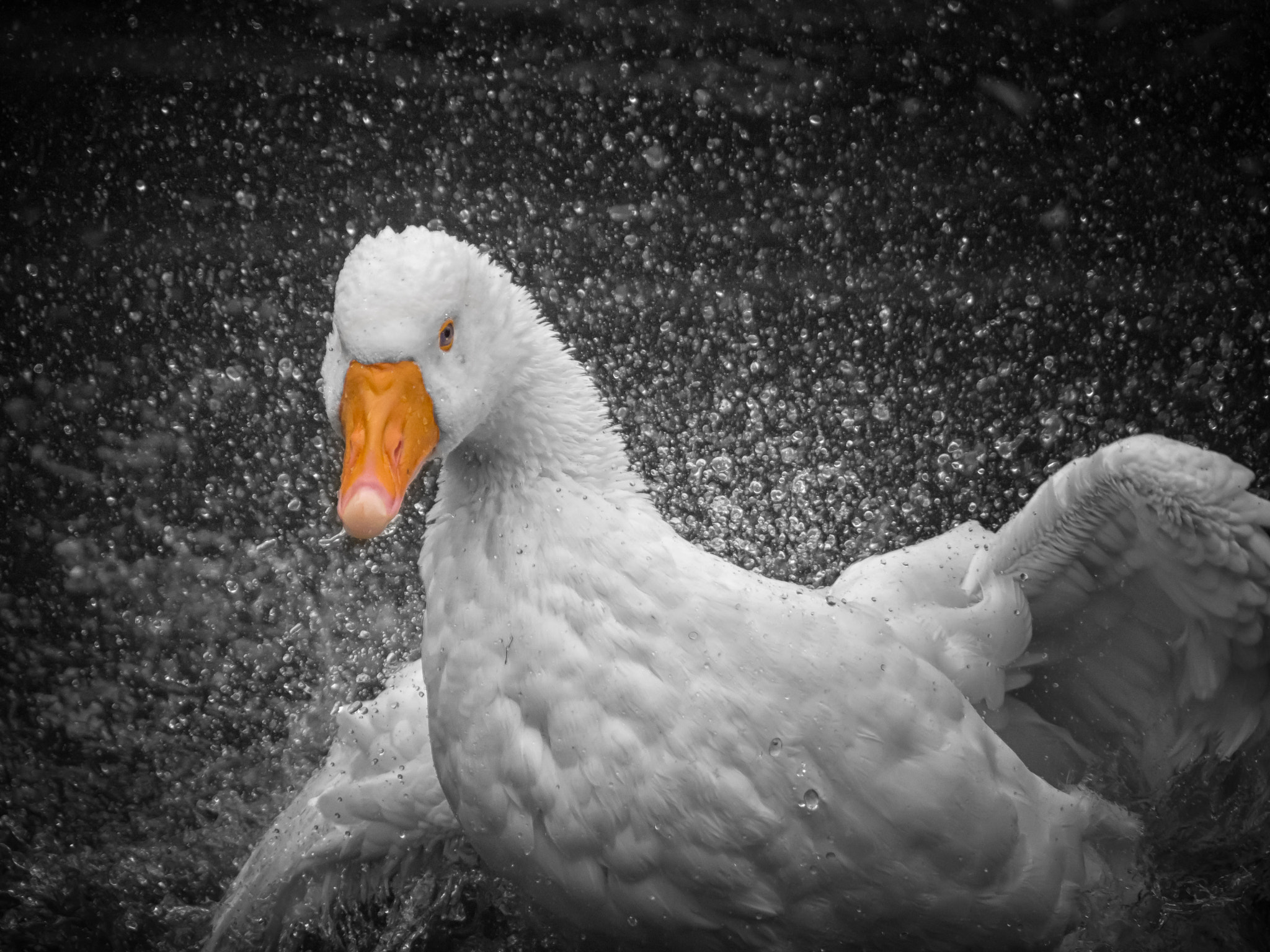Panasonic Lumix G Vario 45-200mm F4-5.6 OIS sample photo. Raging... photography