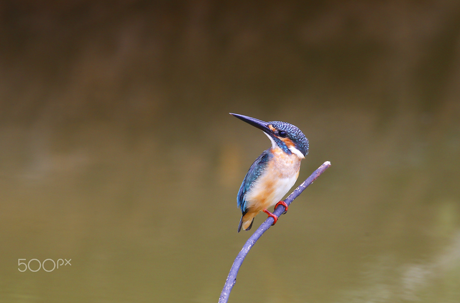 Canon EF 500mm F4L IS USM sample photo. Common kingfisher bird photography