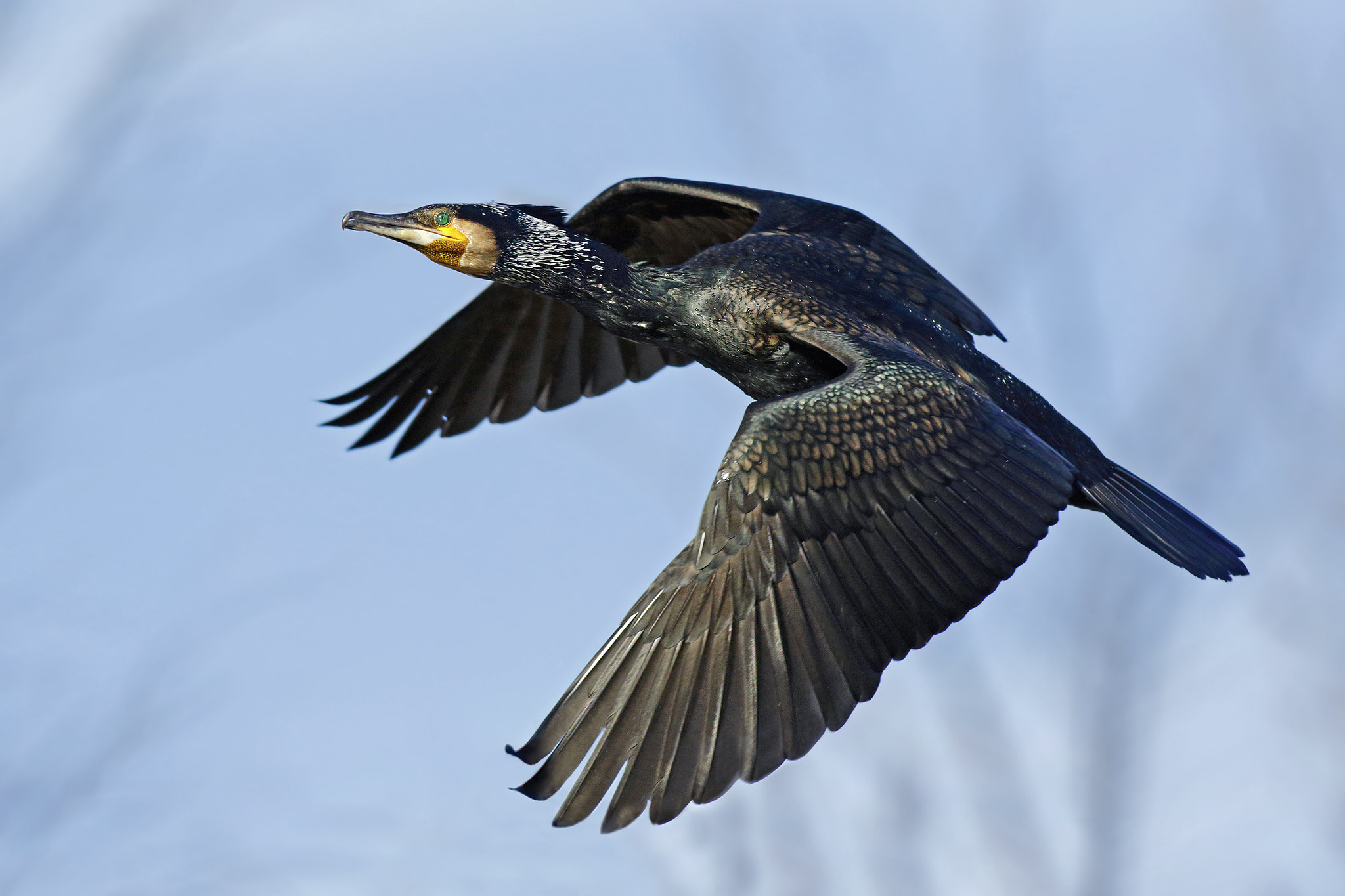 Canon EF 500mm f/4.5L sample photo. Cormorant photography