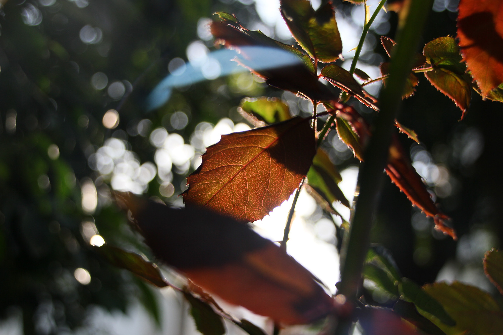 Canon EOS 550D (EOS Rebel T2i / EOS Kiss X4) + Sigma 18-200mm f/3.5-6.3 DC OS HSM [II] sample photo. Translucency of a leaf photography