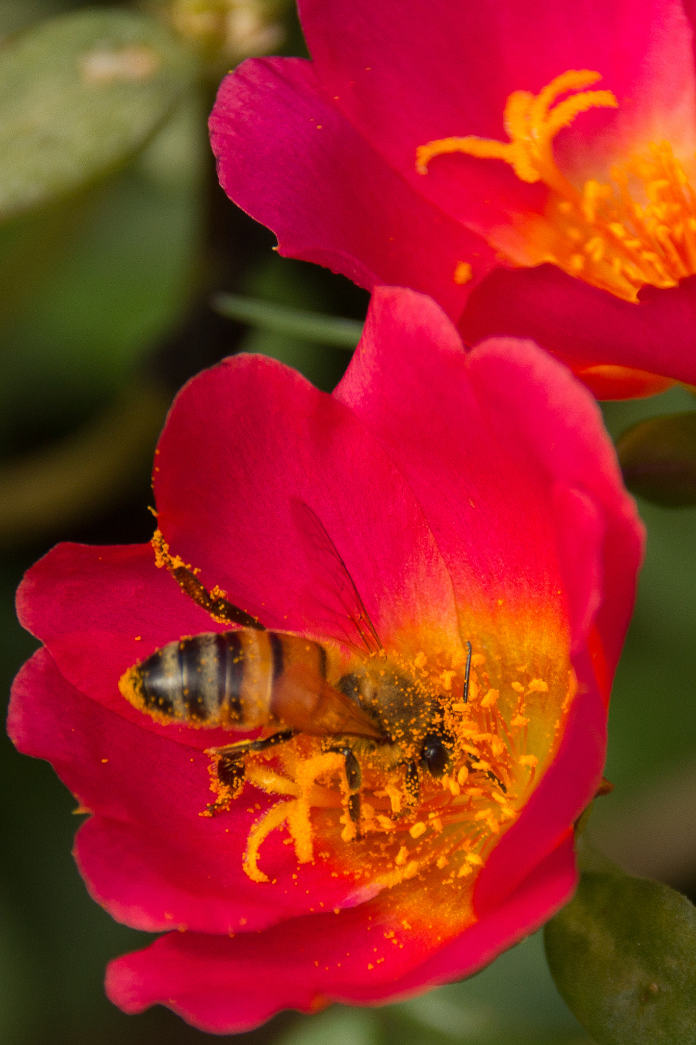 Sigma 18-250mm F3.5-6.3 DC OS HSM sample photo. The pollinator photography