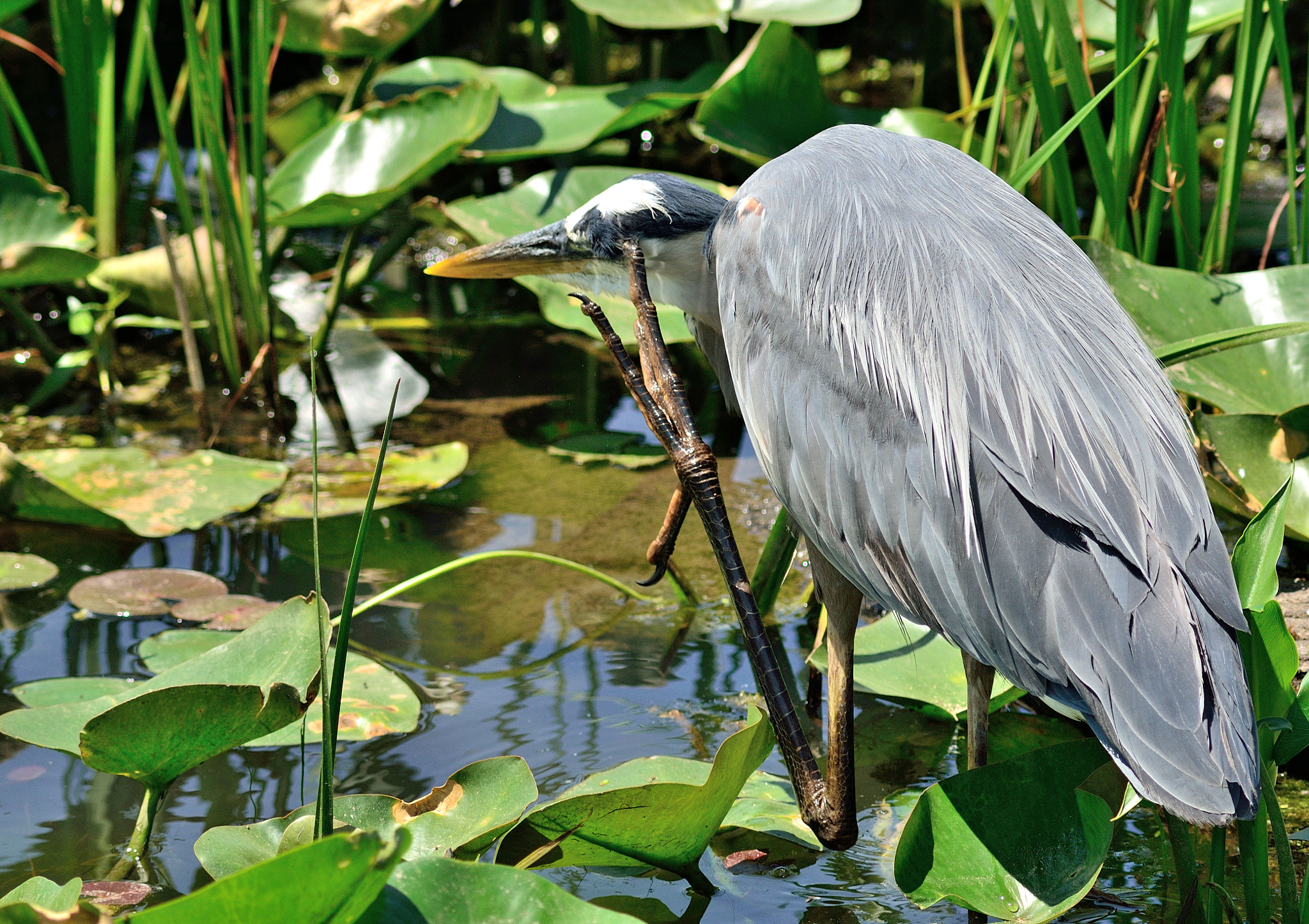 Tamron AF 200-400mm f/5.6 LD IF (75D) sample photo. Giving it a think photography
