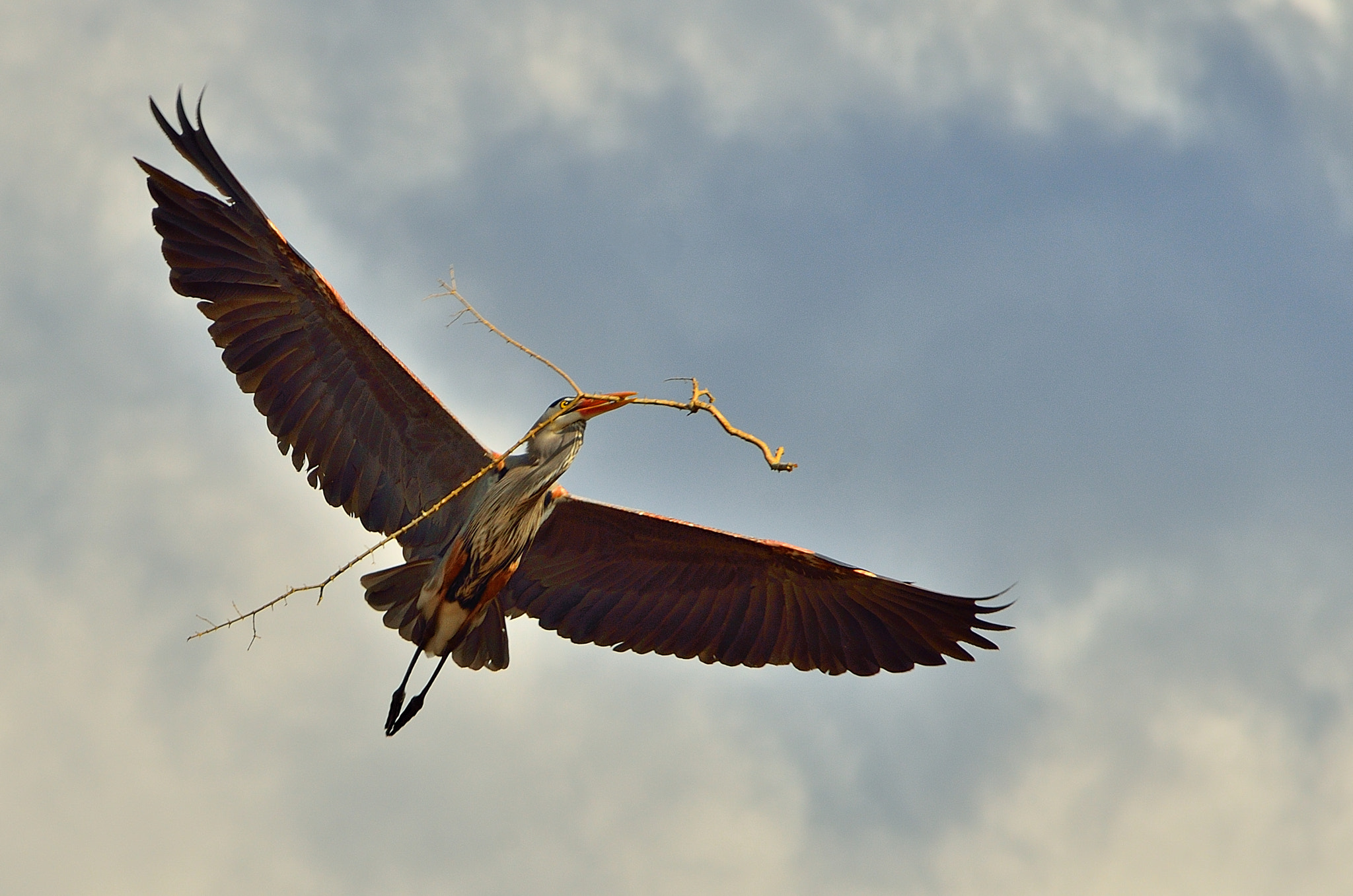 AF Zoom-Nikkor 75-300mm f/4.5-5.6 sample photo. Carrying freight photography