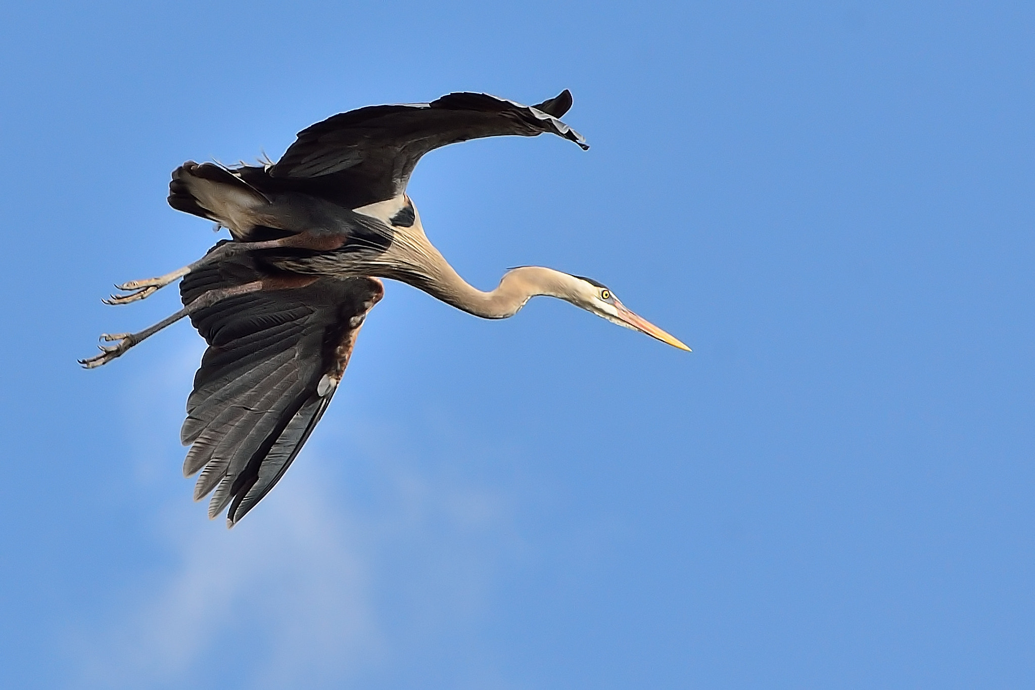 Nikon D7000 + AF Zoom-Nikkor 75-300mm f/4.5-5.6 sample photo. Great blue yonder photography