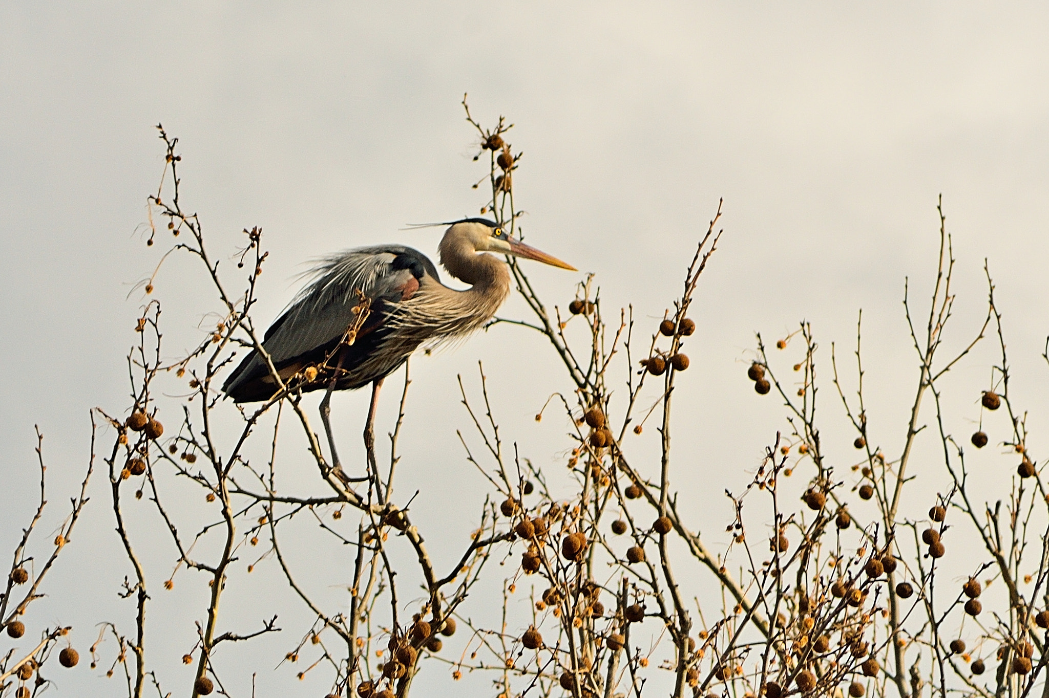 AF Zoom-Nikkor 75-300mm f/4.5-5.6 sample photo. Meditating heron photography