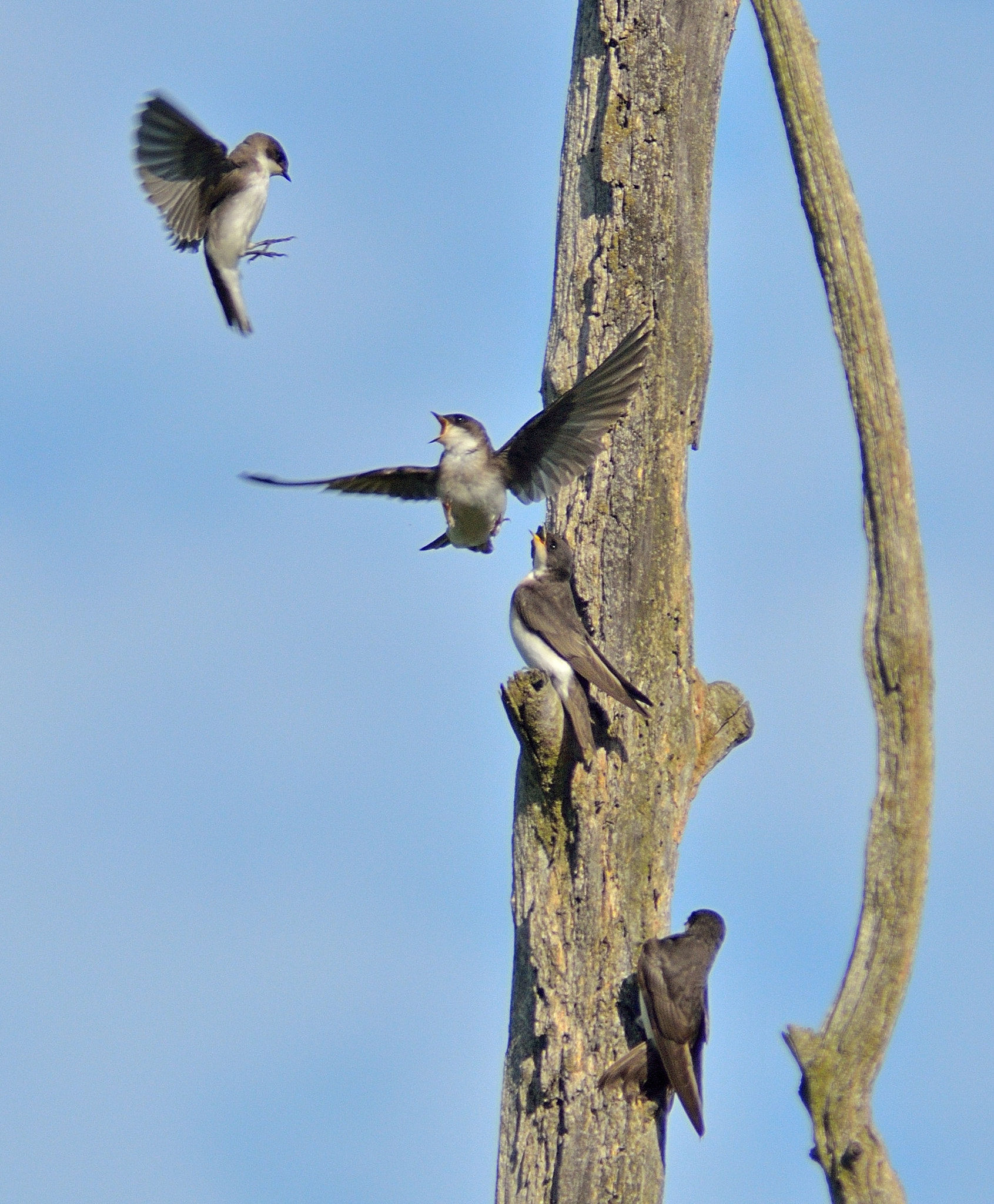 Tamron AF 200-400mm f/5.6 LD IF (75D) sample photo. Tree swallow gossip photography