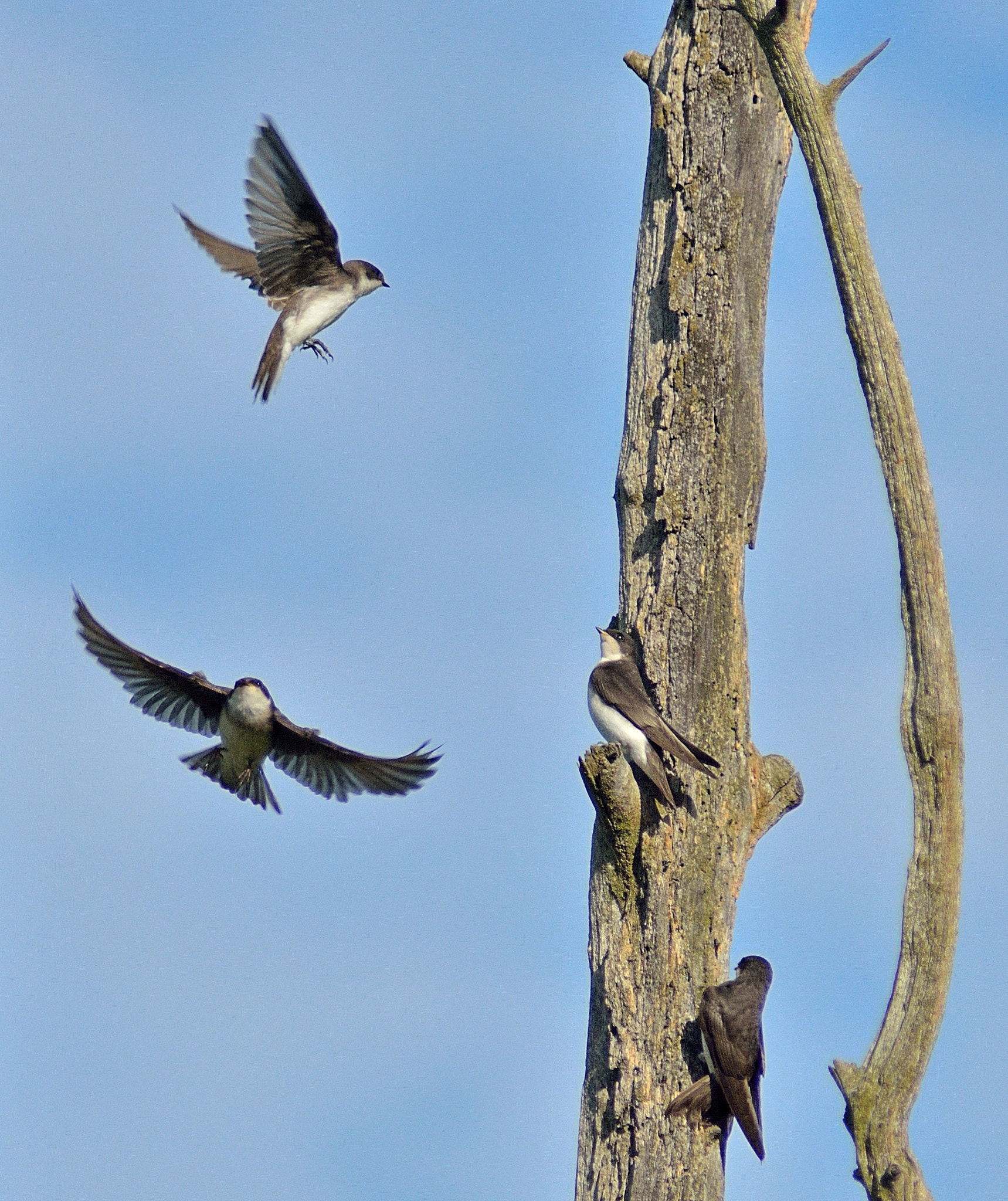 Tamron AF 200-400mm f/5.6 LD IF (75D) sample photo. Tree swallow gathering photography