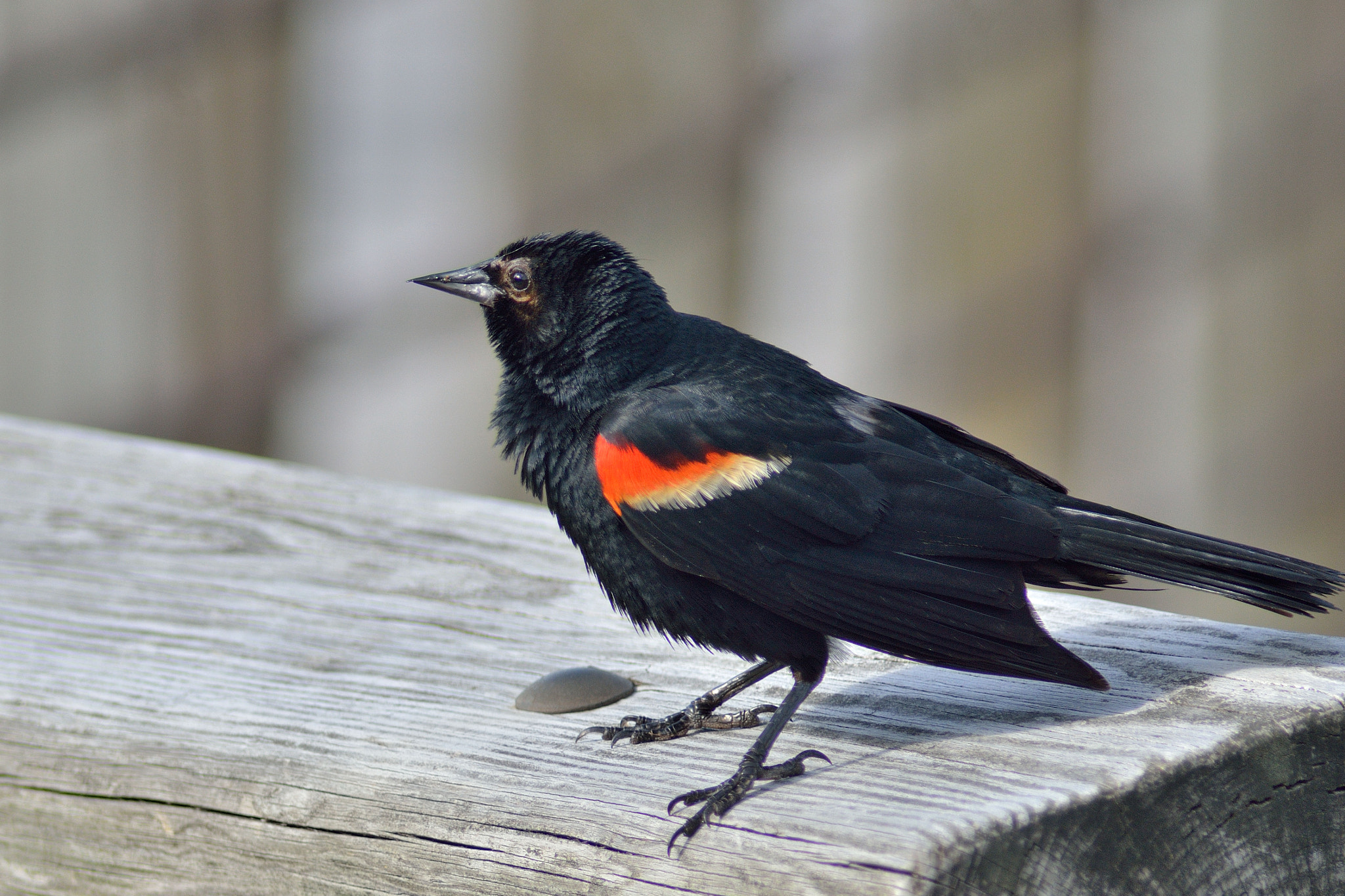 Tamron AF 200-400mm f/5.6 LD IF (75D) sample photo. Strutting (with epaulets) photography