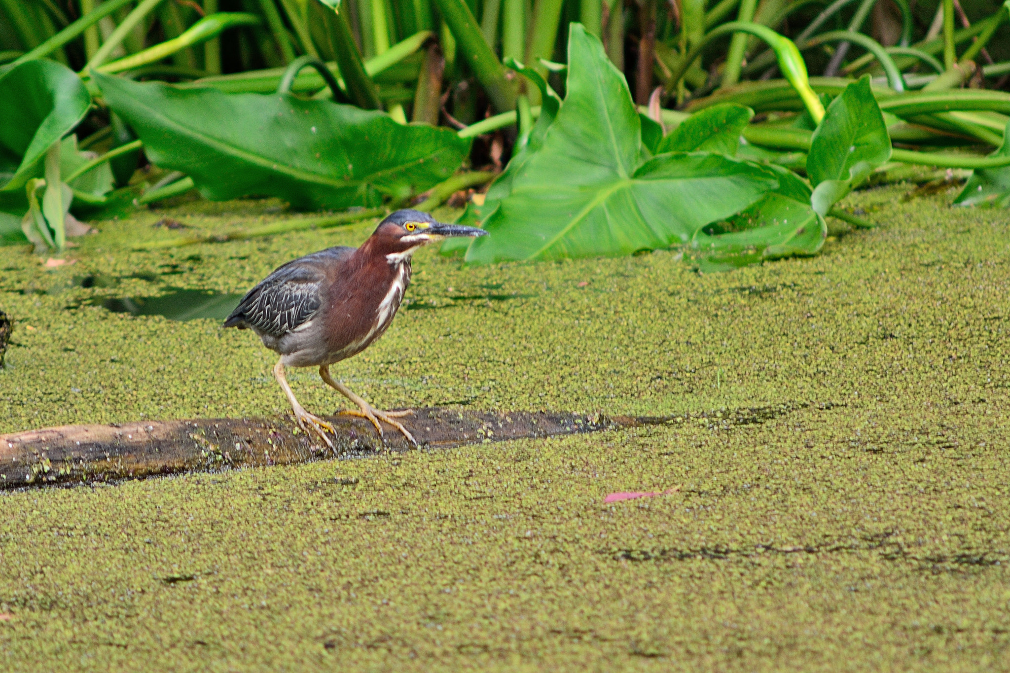 AF Zoom-Nikkor 75-300mm f/4.5-5.6 sample photo. Puzzled green heron photography