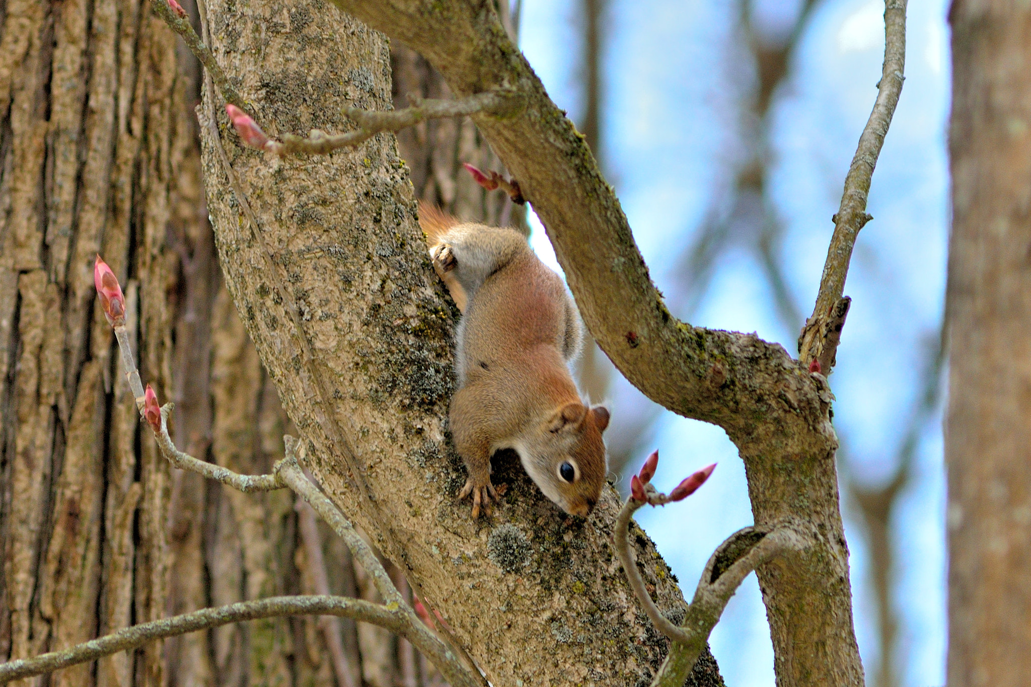 Nikon D7000 + AF Zoom-Nikkor 75-300mm f/4.5-5.6 sample photo. Red-tail squirrel photography