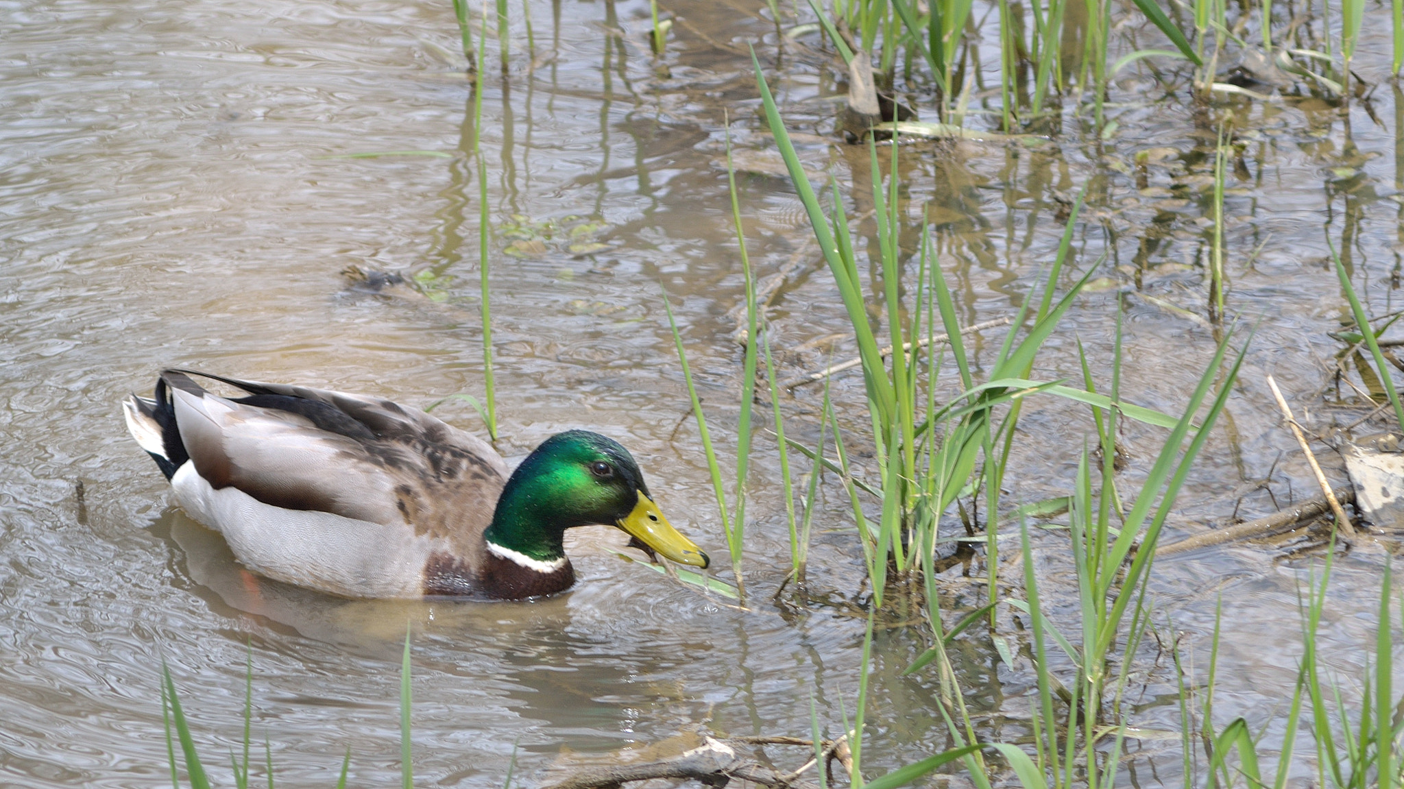 AF Zoom-Nikkor 75-300mm f/4.5-5.6 sample photo. Mallard feeding photography