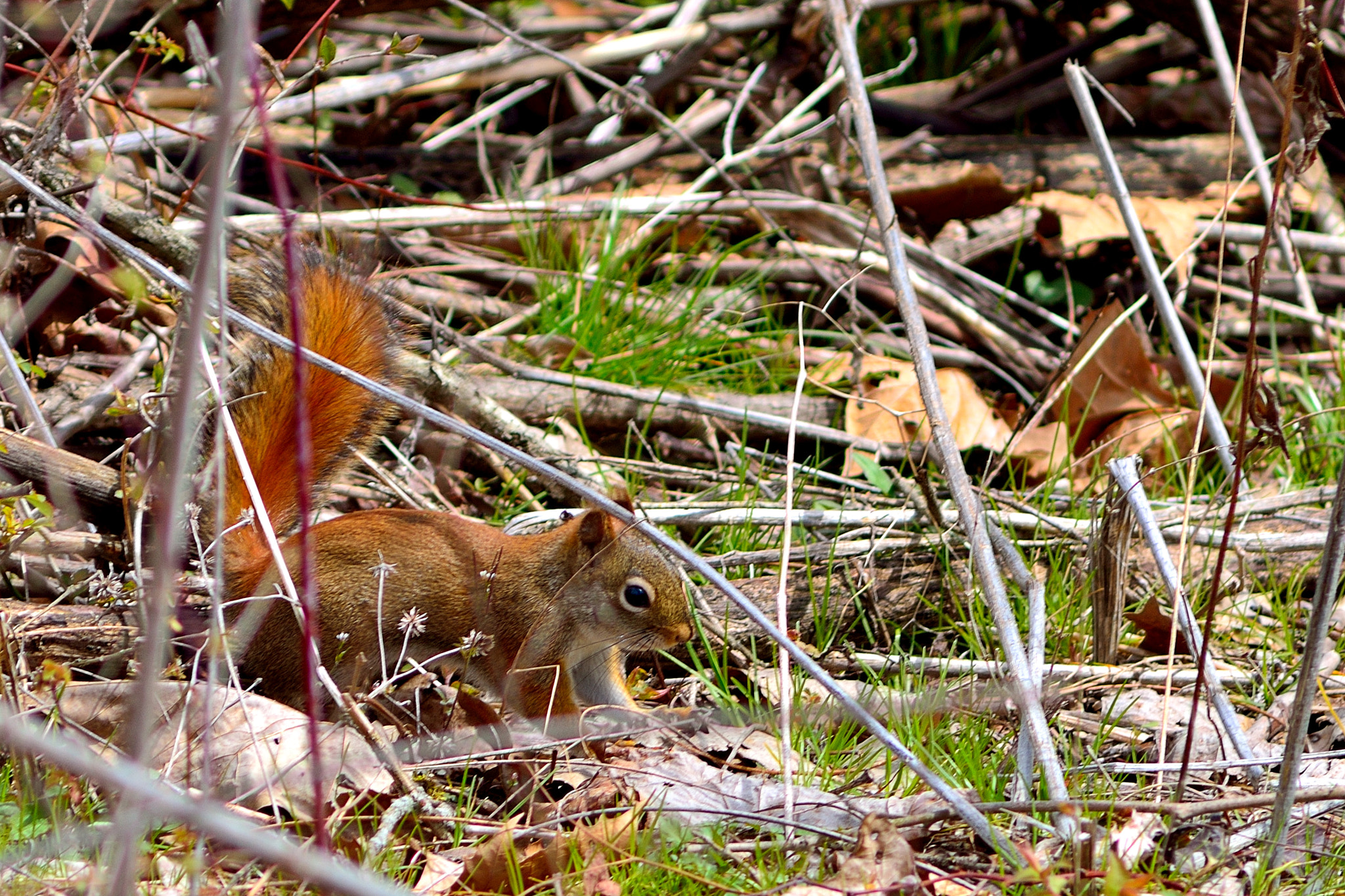 AF Zoom-Nikkor 75-300mm f/4.5-5.6 sample photo. Hide-n-seek photography