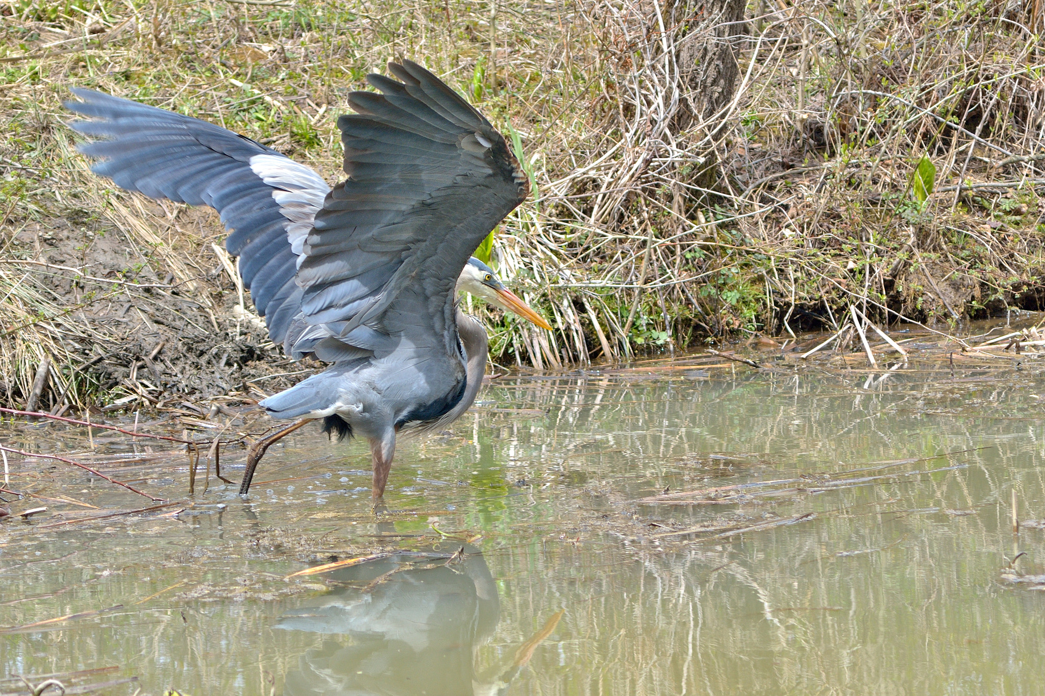 AF Zoom-Nikkor 75-300mm f/4.5-5.6 sample photo. Stuck in the mud photography