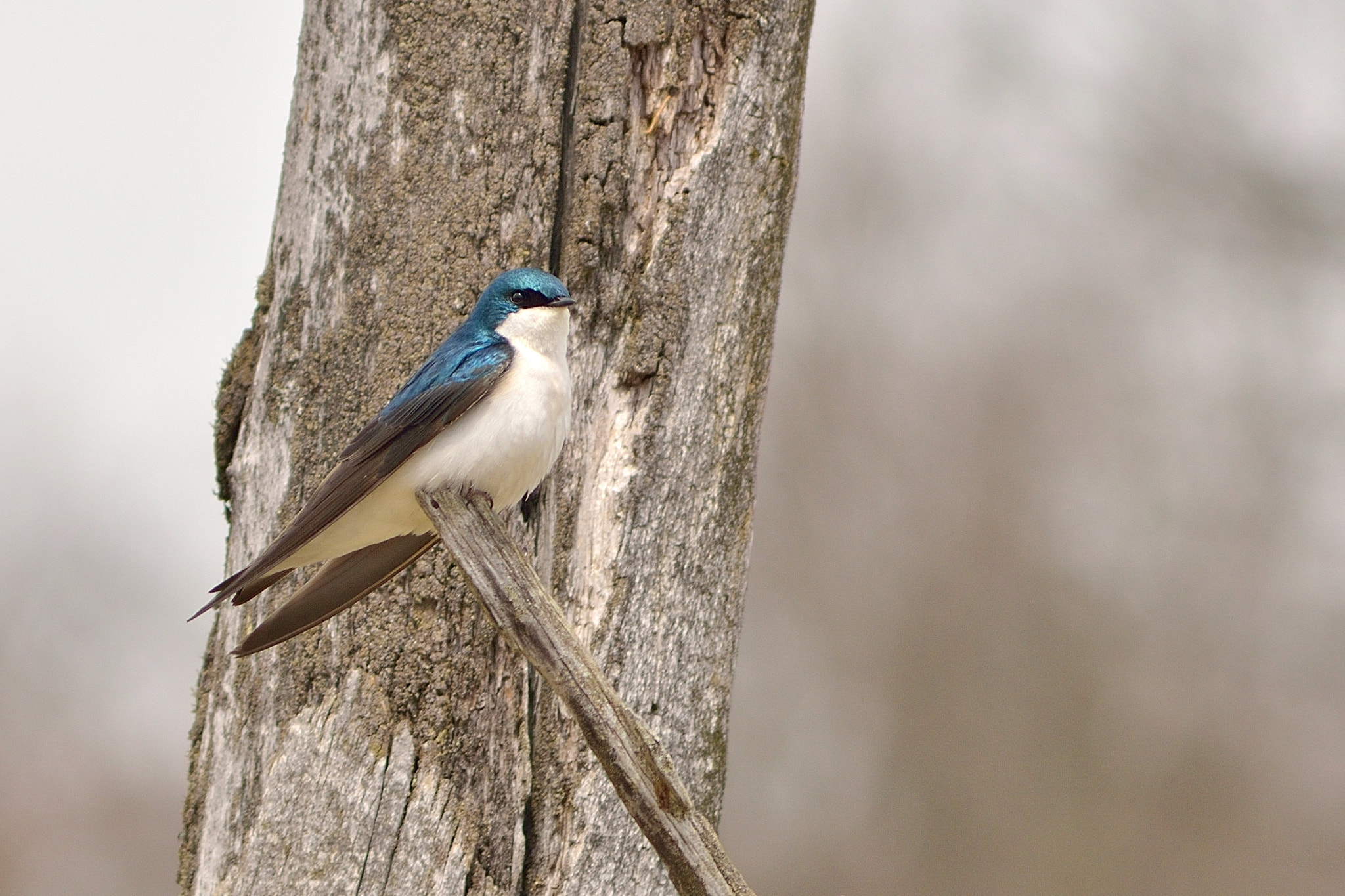 AF Zoom-Nikkor 75-300mm f/4.5-5.6 sample photo. Dapper tree swallow photography