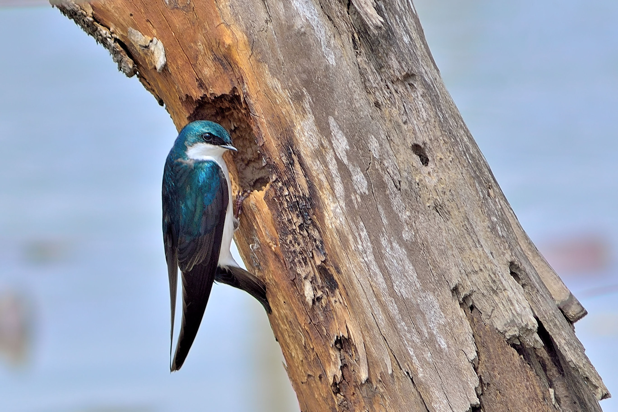 Nikon D7000 + AF Zoom-Nikkor 75-300mm f/4.5-5.6 sample photo. Suspicious tree swallow photography