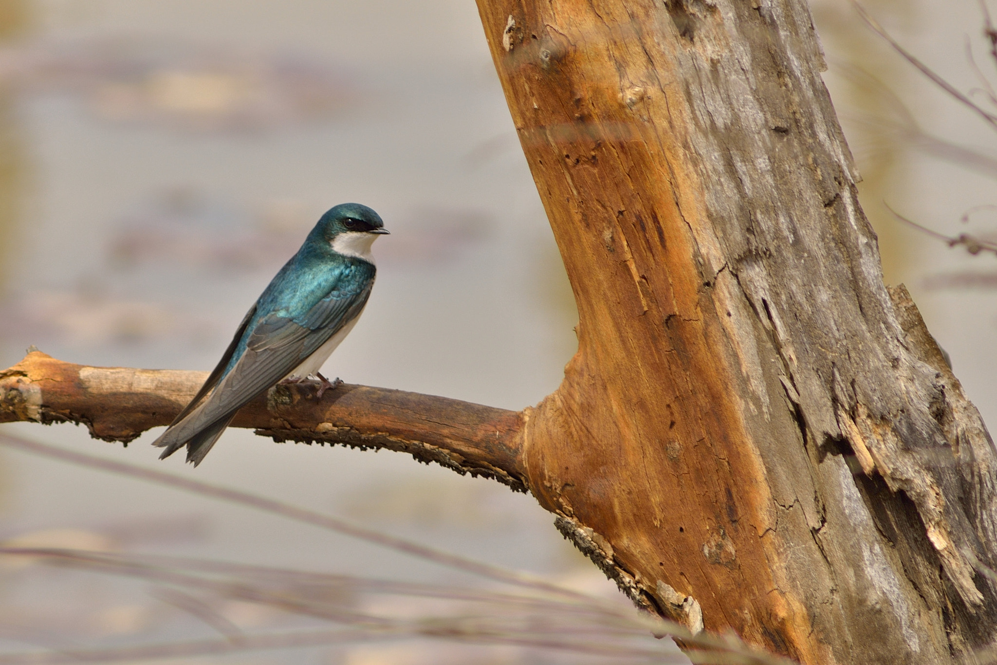 Nikon D7000 + AF Zoom-Nikkor 75-300mm f/4.5-5.6 sample photo. Moody tree swallow photography