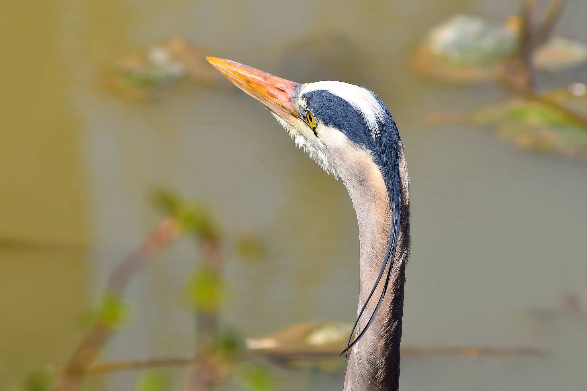 Nikon D7000 + AF Zoom-Nikkor 75-300mm f/4.5-5.6 sample photo. Heron stare photography