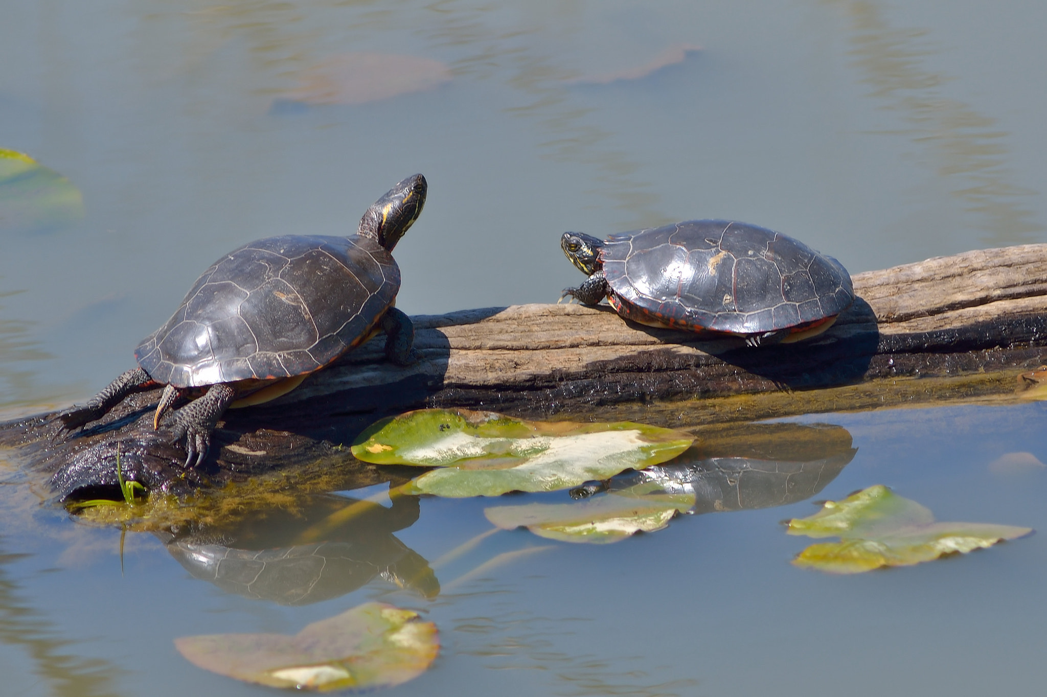 Nikon D7000 + AF Zoom-Nikkor 75-300mm f/4.5-5.6 sample photo. Torpid turtles photography