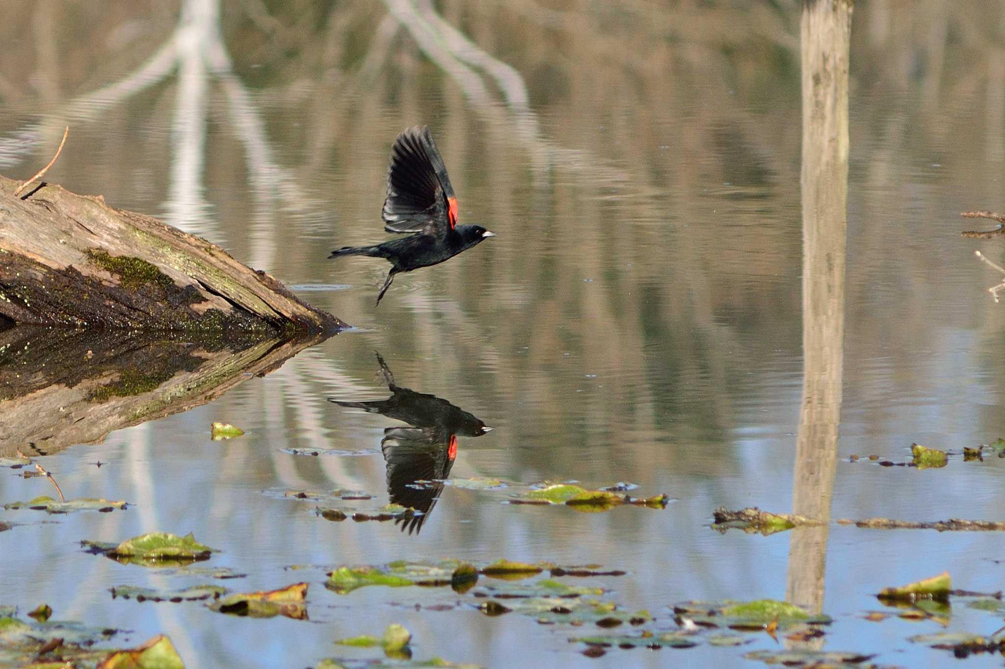 AF Zoom-Nikkor 75-300mm f/4.5-5.6 sample photo. Belly flop! photography