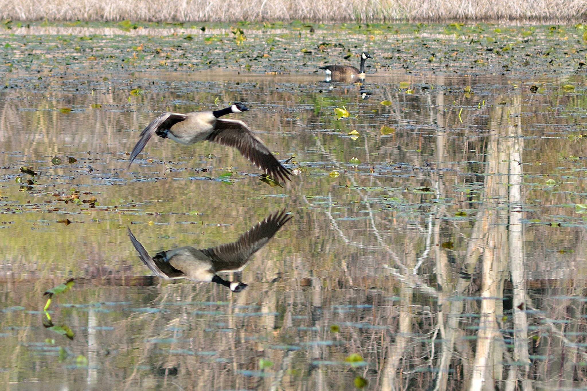 AF Zoom-Nikkor 75-300mm f/4.5-5.6 sample photo. Marsh reflection photography