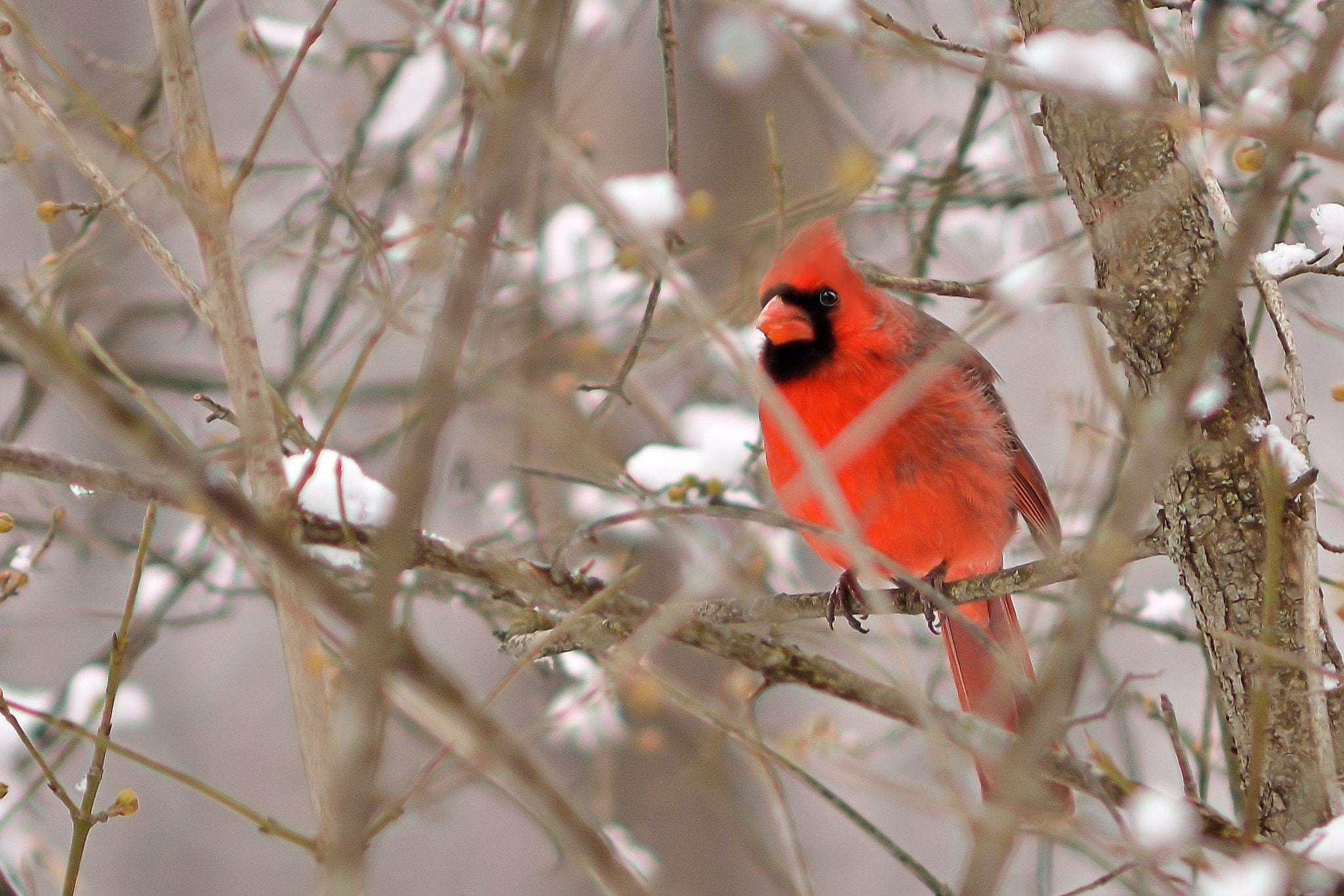 Nikon D7000 + AF Zoom-Nikkor 75-300mm f/4.5-5.6 sample photo. Winter cardinal photography