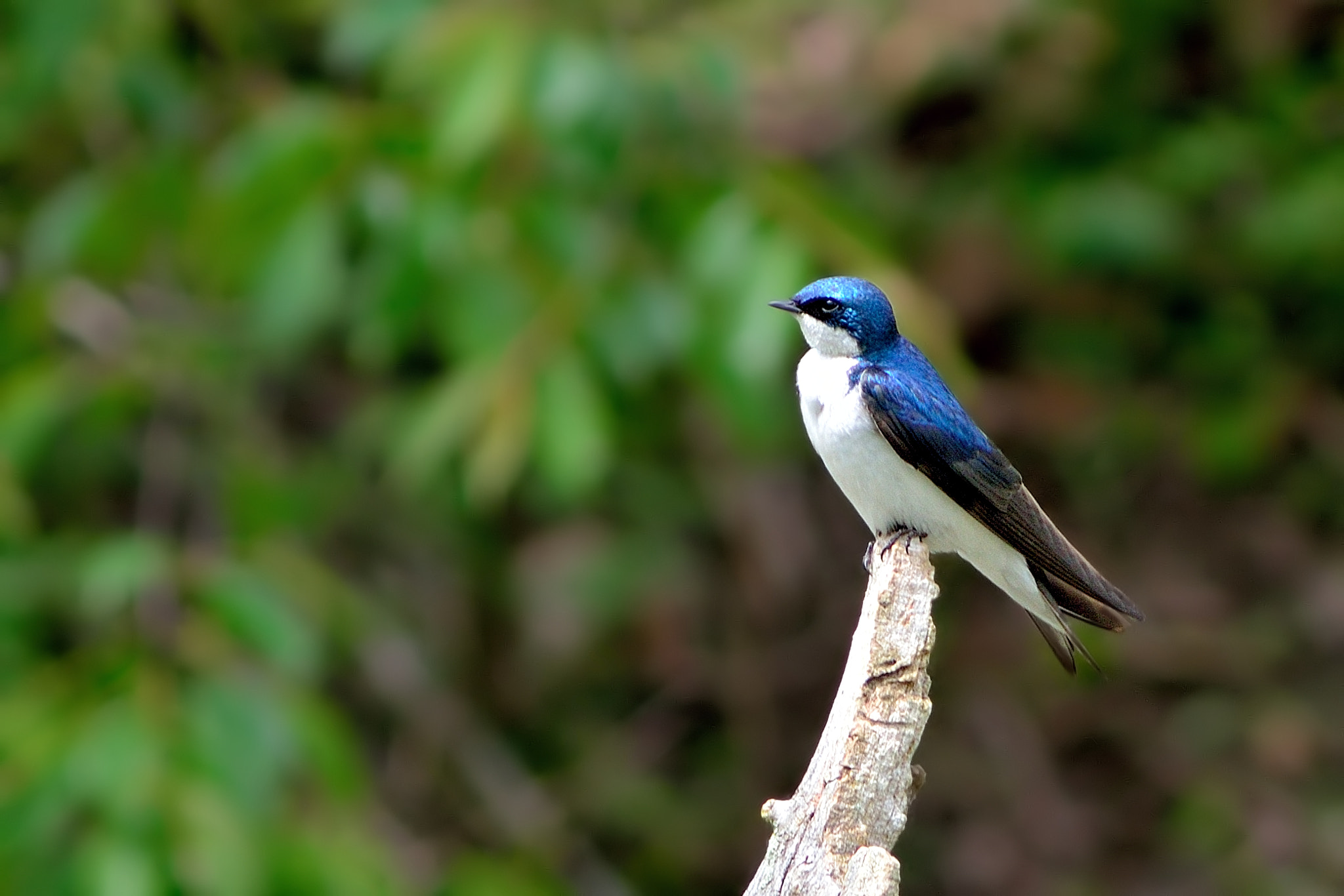 AF Zoom-Nikkor 75-300mm f/4.5-5.6 sample photo. Staring tree swallow photography
