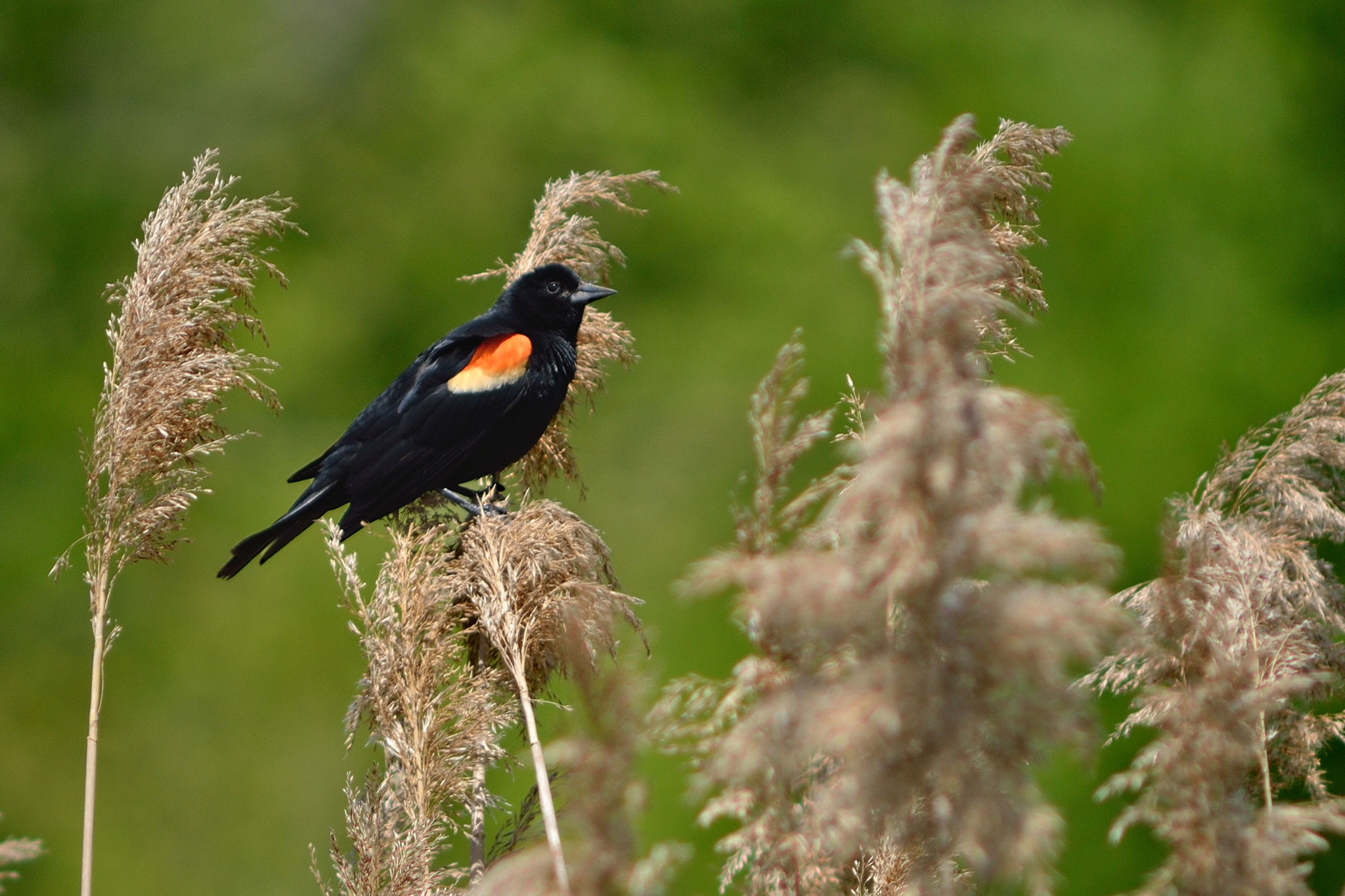 AF Zoom-Nikkor 75-300mm f/4.5-5.6 sample photo. Red-wing resting photography