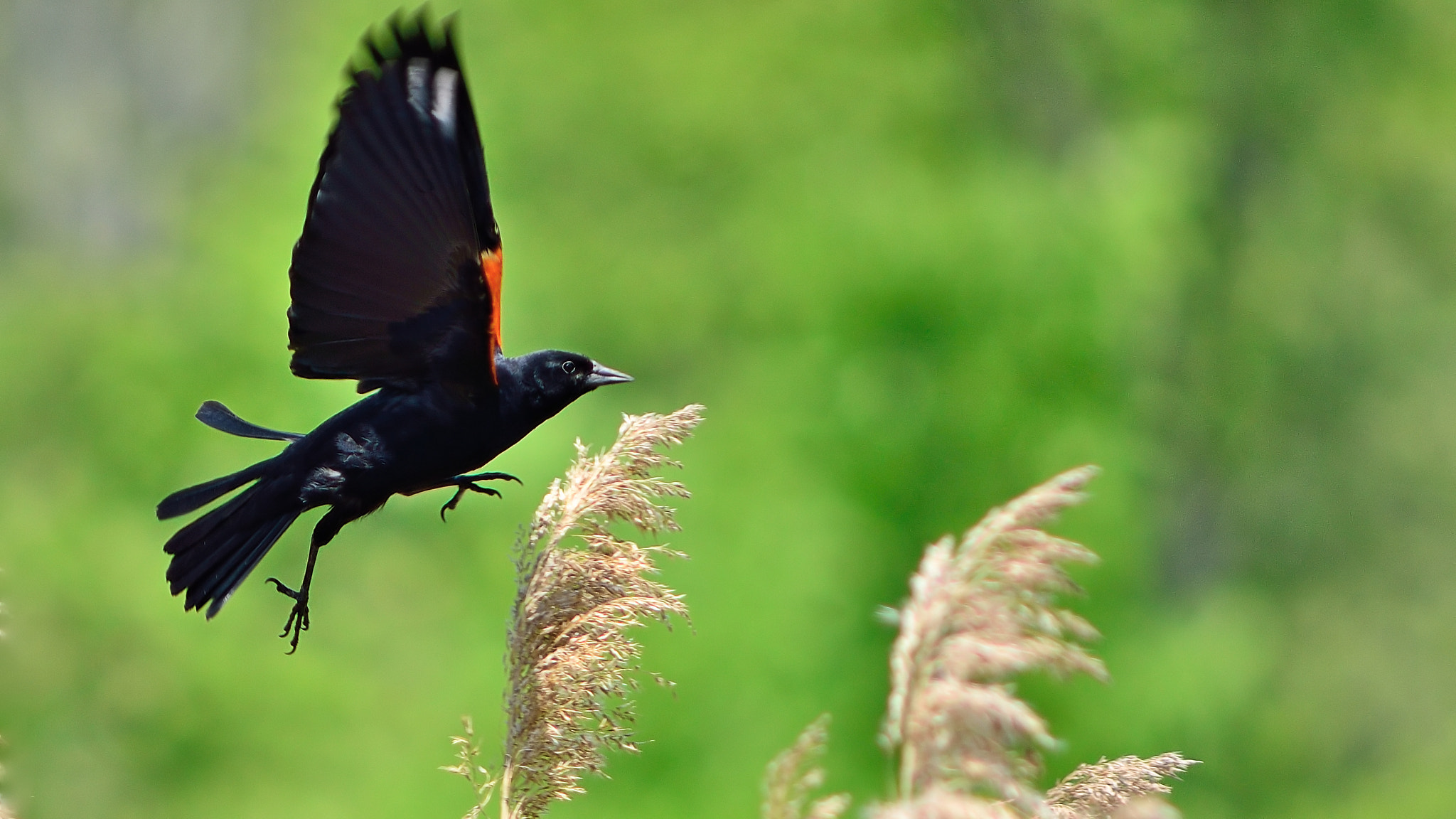 Nikon D7000 + AF Zoom-Nikkor 75-300mm f/4.5-5.6 sample photo. Hurdling red-winged blackbird photography