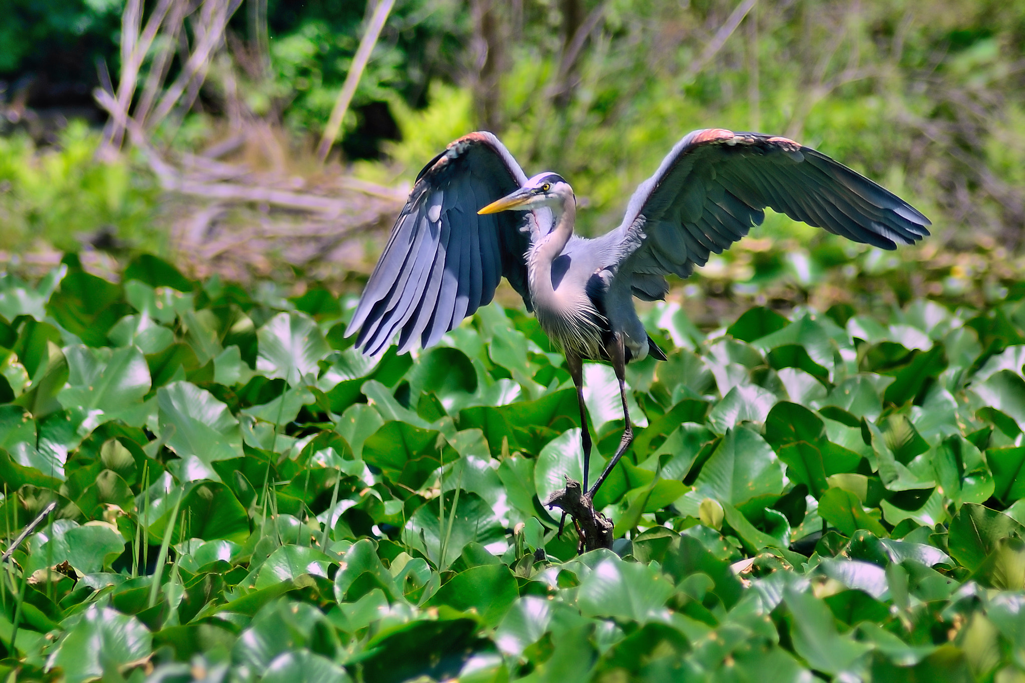 Tamron AF 200-400mm f/5.6 LD IF (75D) sample photo. Great blue heron dancing photography