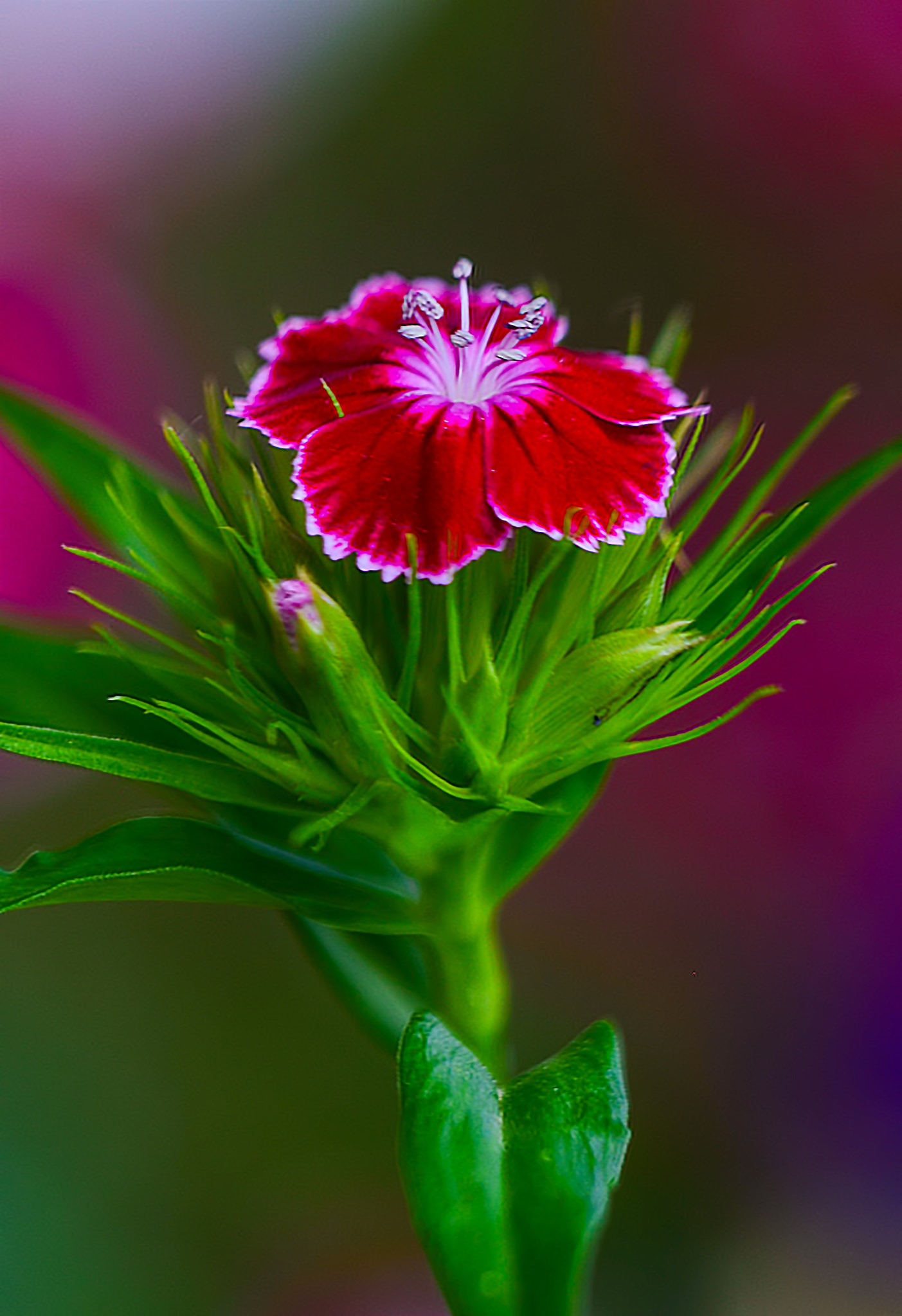 Sigma 150mm F2.8 EX DG Macro HSM sample photo