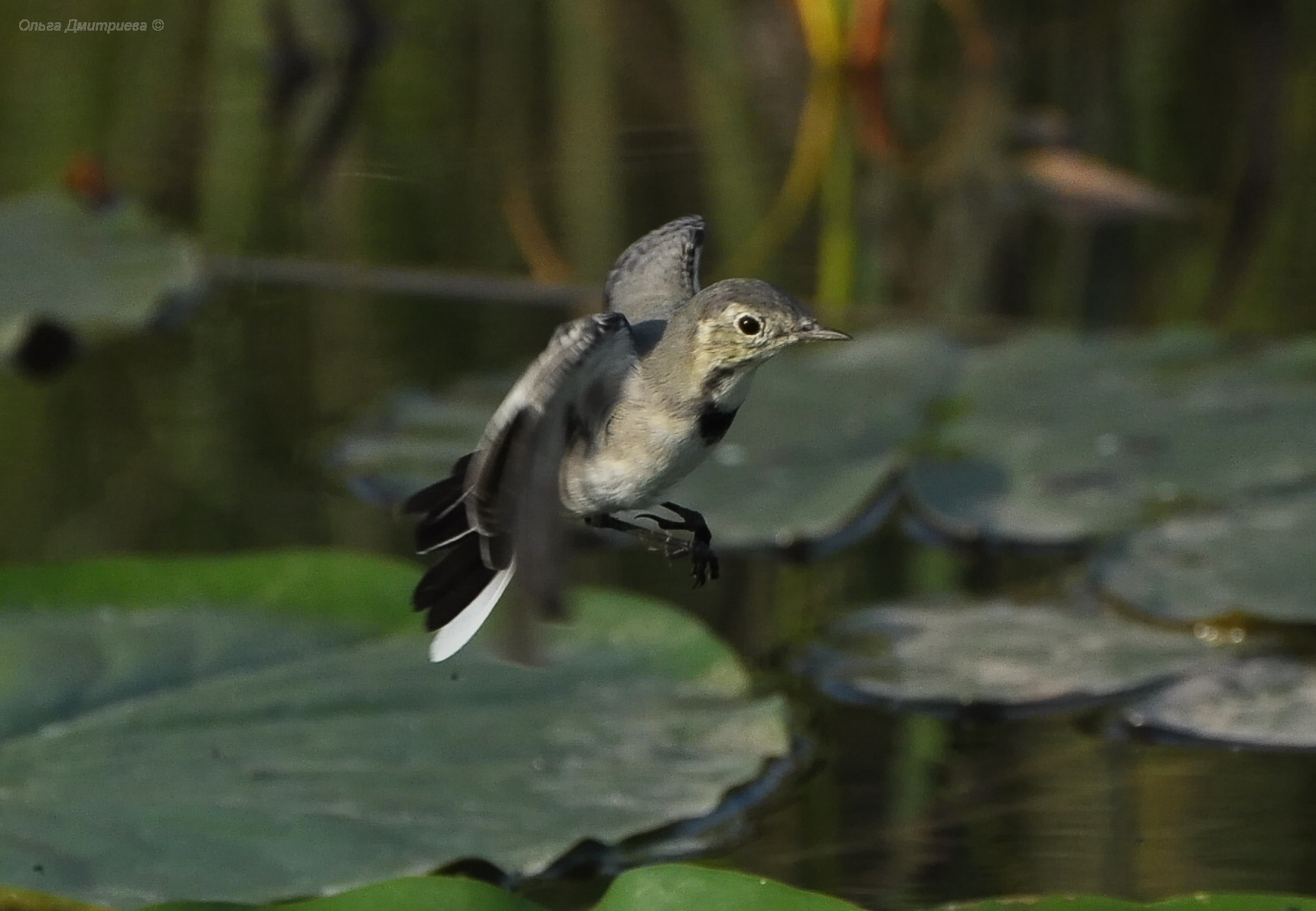 Nikon D5000 sample photo. *** photography