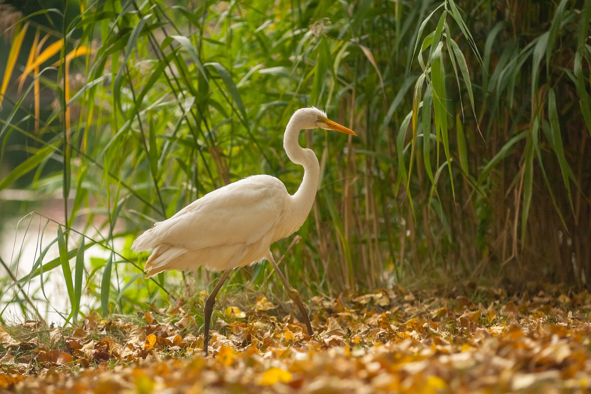 Canon EOS 5D + Canon EF 135mm F2.8 SF sample photo. Egret photography