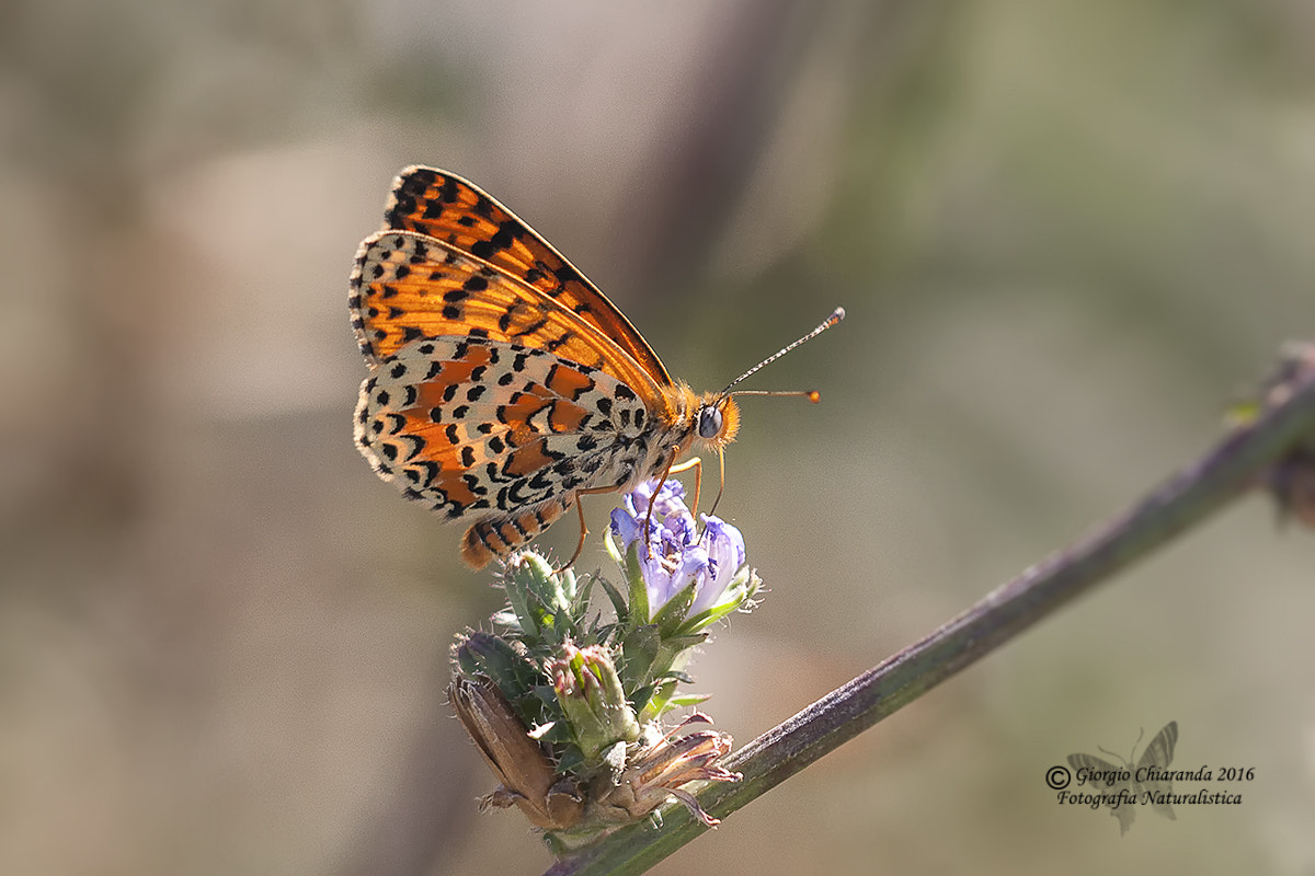 Sigma APO Macro 150mm f/2.8 EX DG HSM sample photo. Malitaea trivia photography
