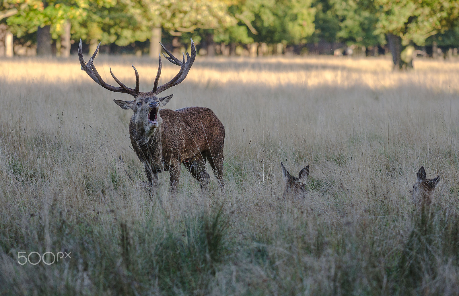 Nikon AF-S Nikkor 70-200mm F4G ED VR sample photo. Roaing stag photography