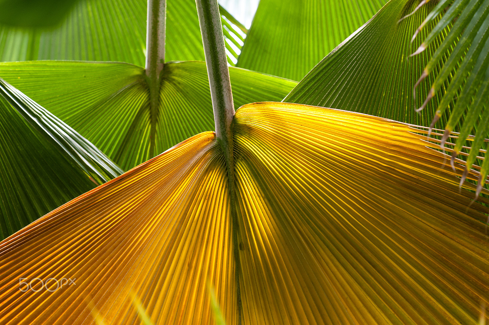 Nikon D700 + Nikon AF-S Nikkor 70-200mm F4G ED VR sample photo. Colorful palm tree leaves photography