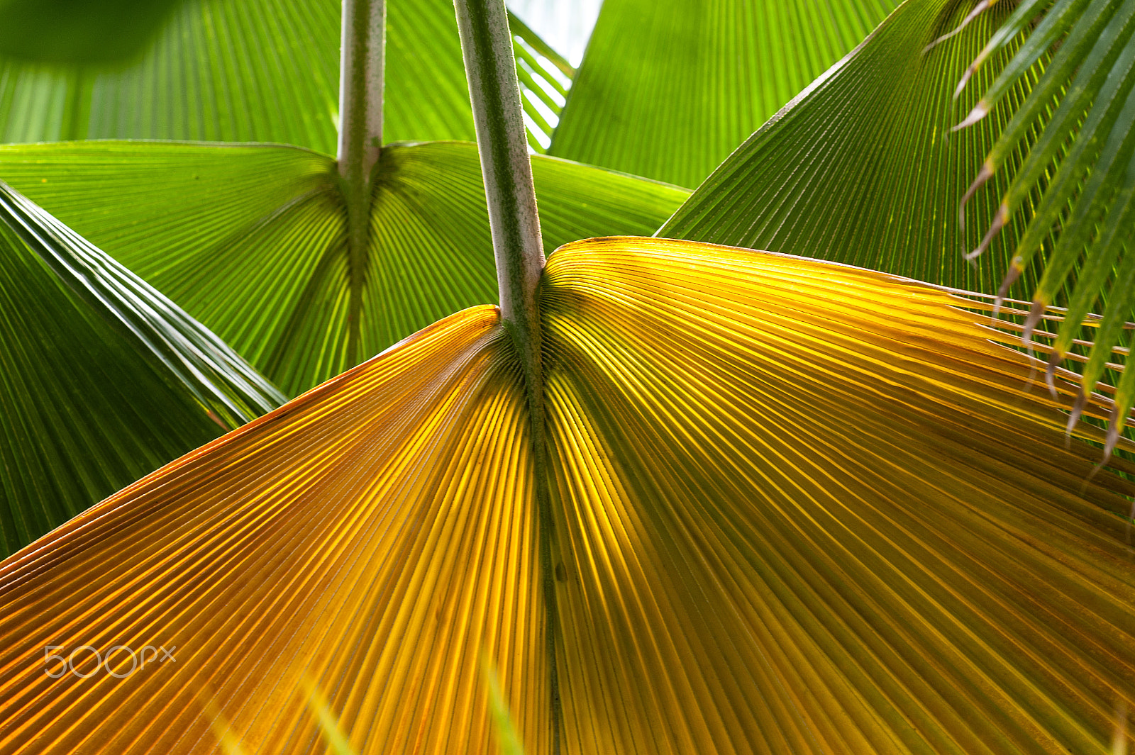 Nikon AF-S Nikkor 70-200mm F4G ED VR sample photo. Colorful palm tree leaves photography