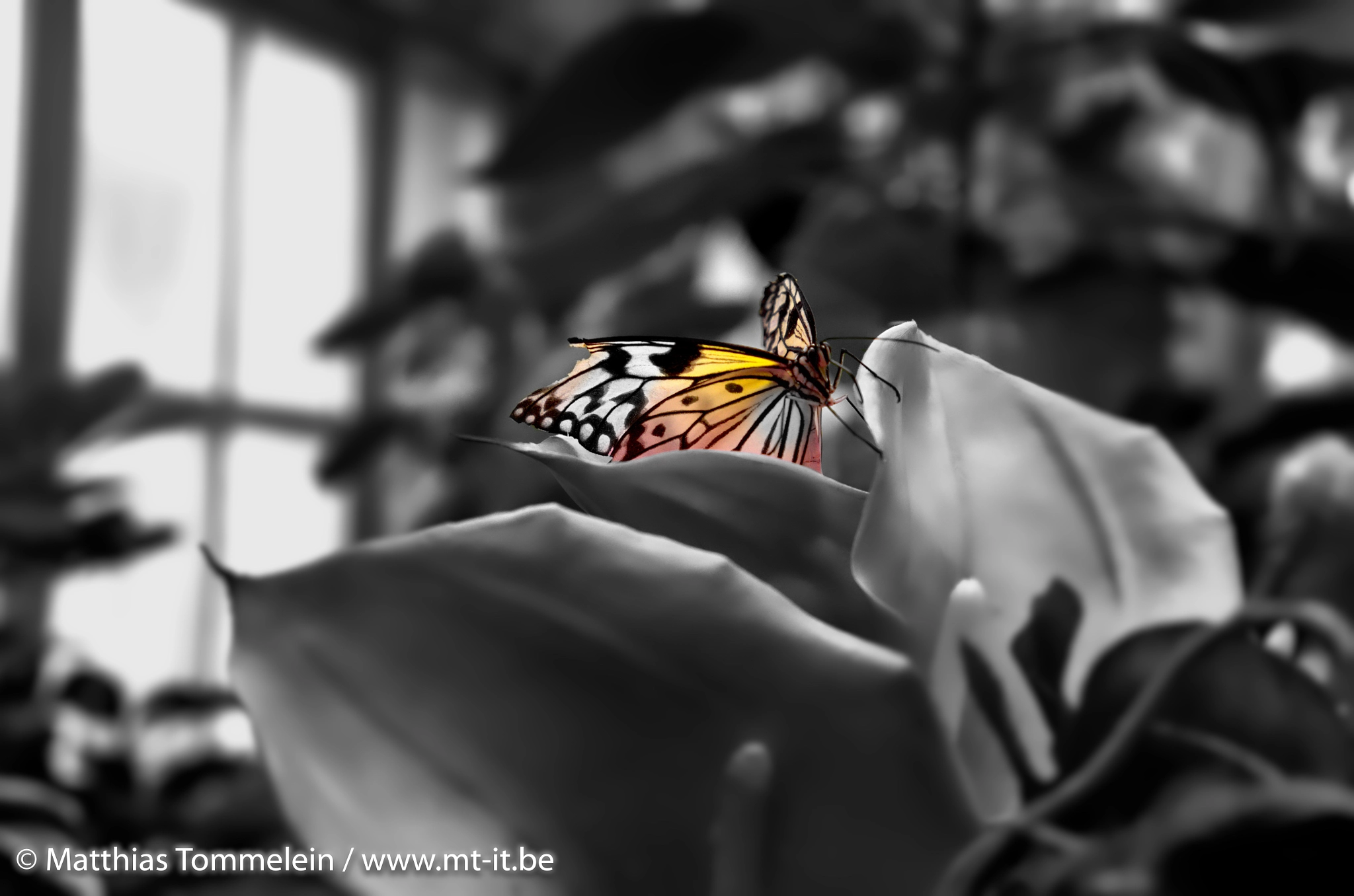 Vario-Elmar T 1:3.5-5.6 / 18-56 ASPH. sample photo. Butterfly black&white @butterflygarden vienna photography