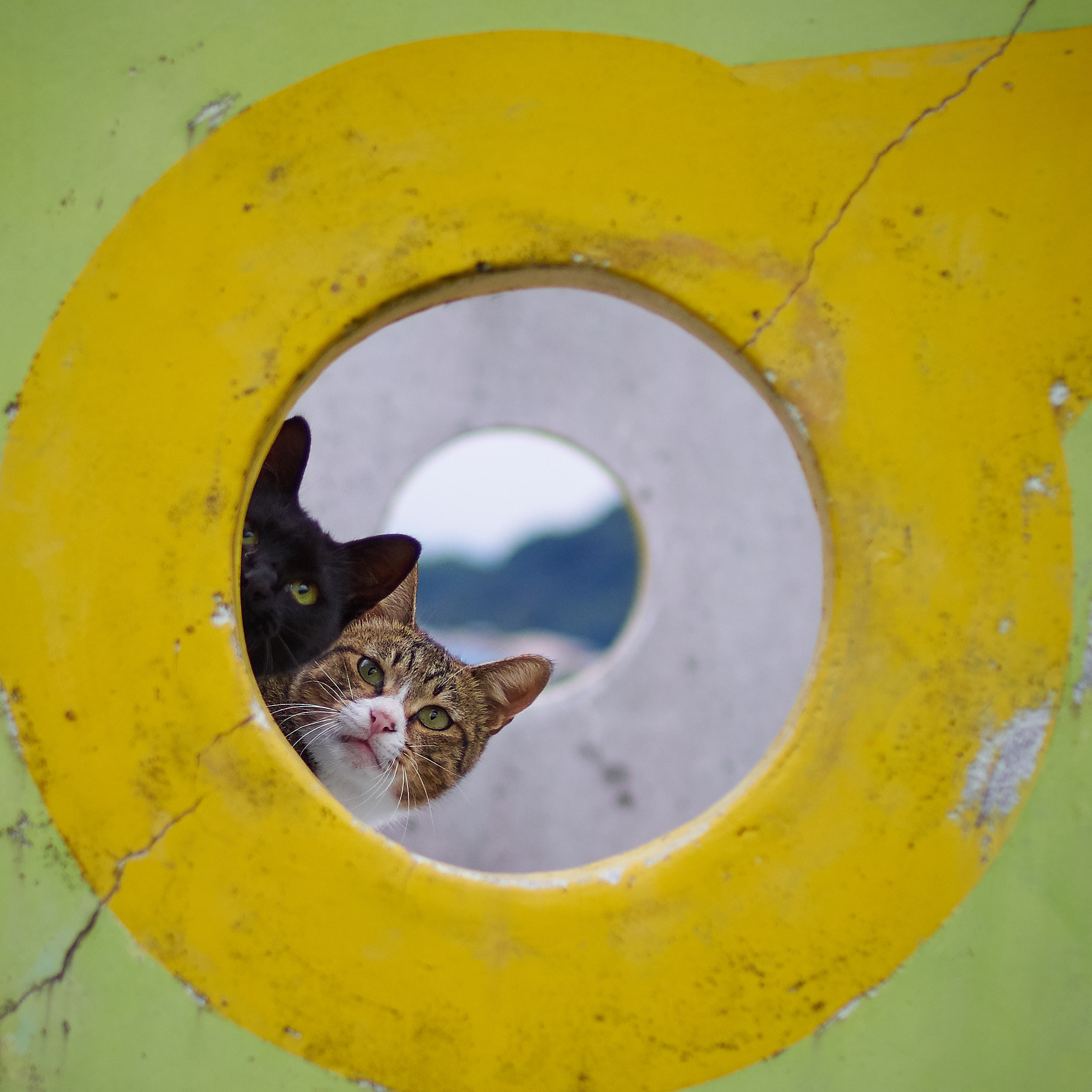 Sigma 30mm F1.4 DC DN | C sample photo. Cat photography