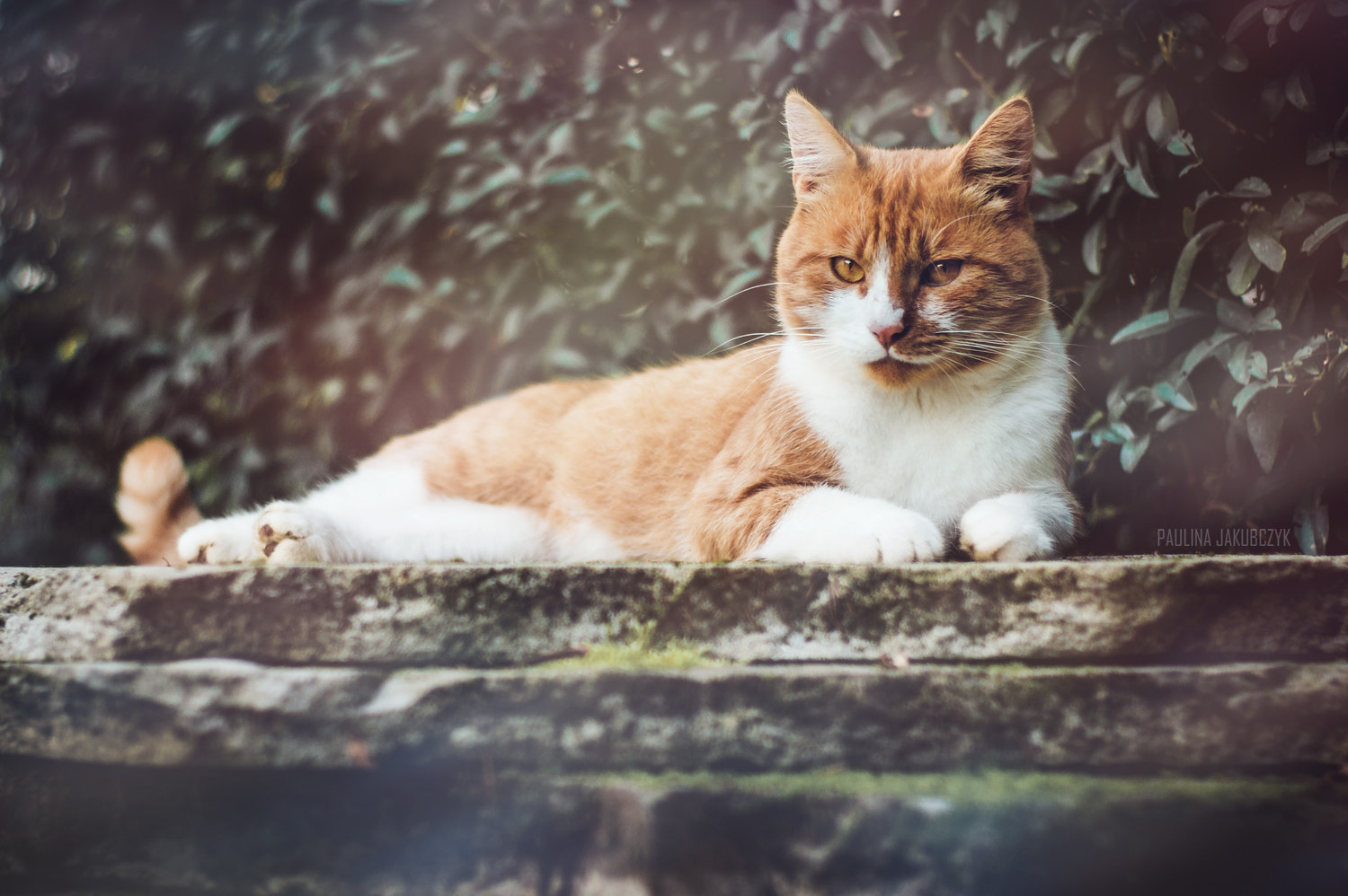 Sony 50mm F1.4 sample photo. Franek photography