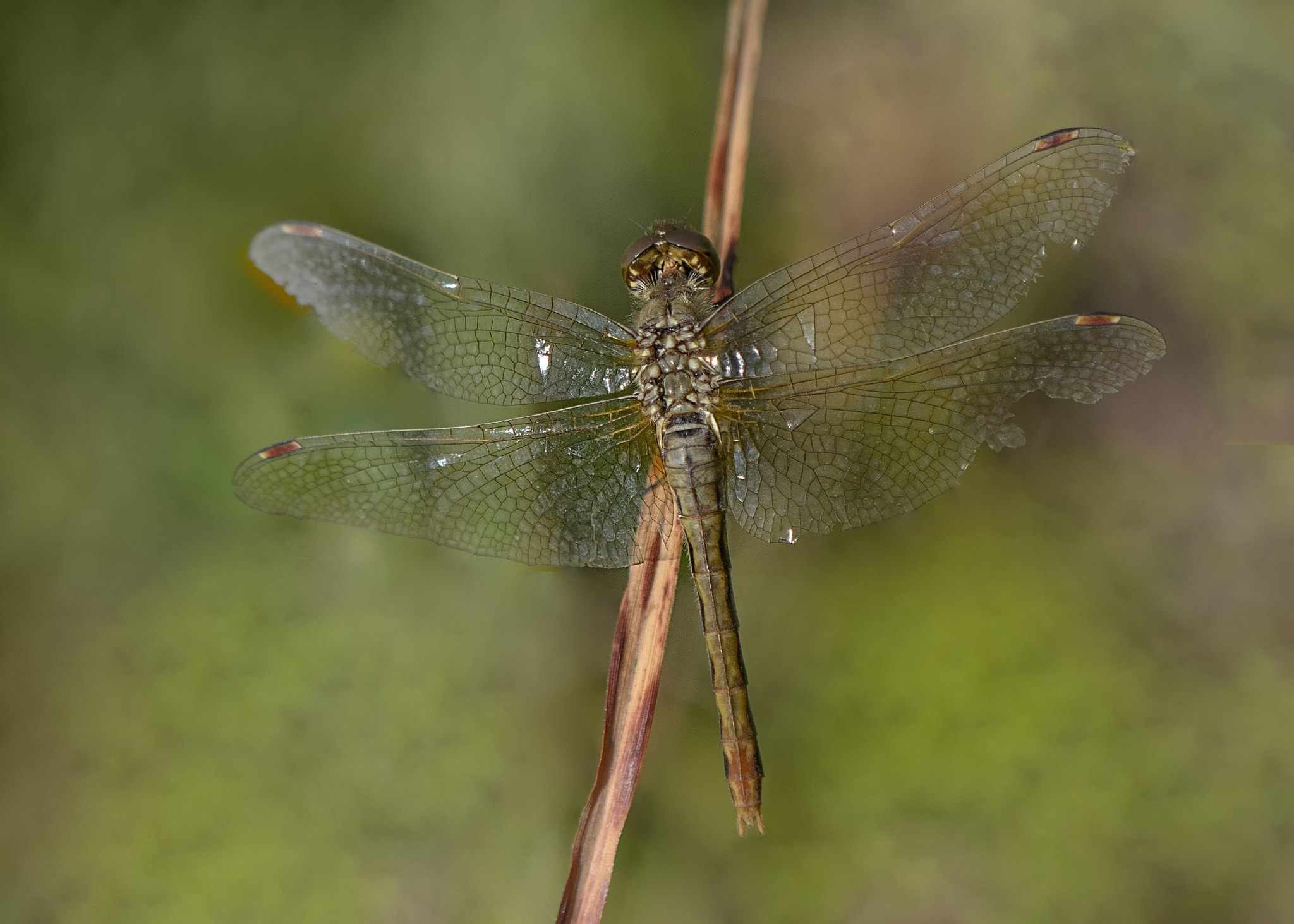 Nikon AF-S DX Micro-Nikkor 85mm F3.5G ED VR sample photo. Dragonfly photography