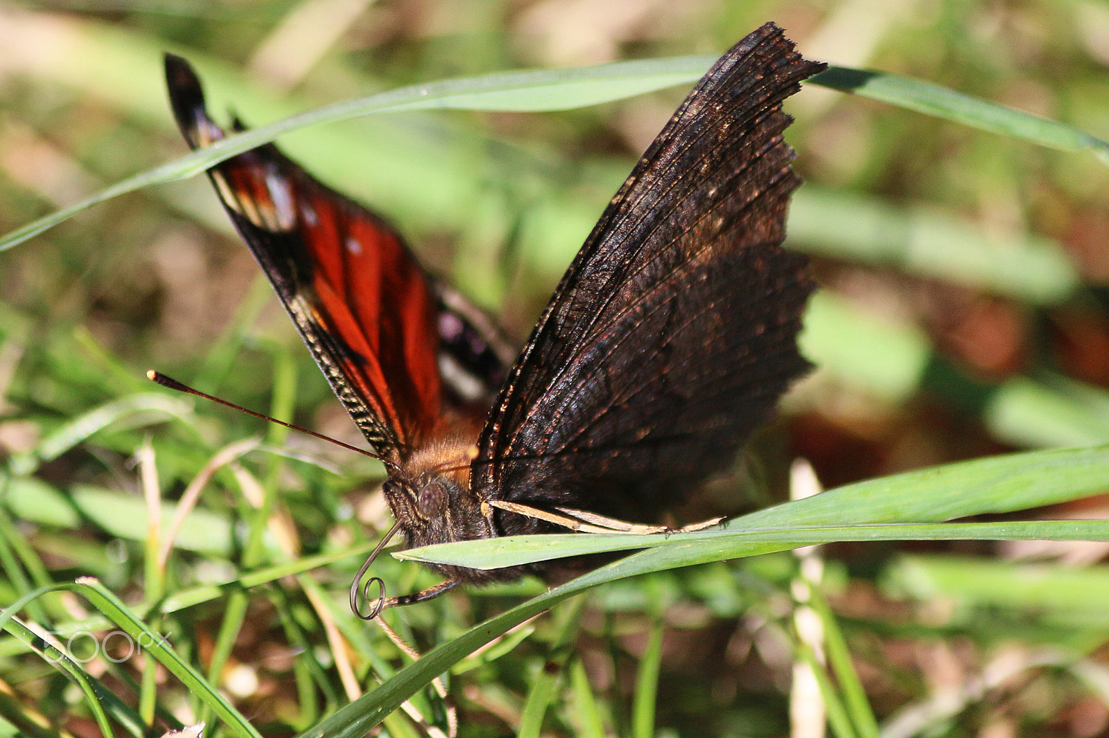Canon EF-S 55-250mm F4-5.6 IS sample photo. Schmetterling tagpfauenauge photography