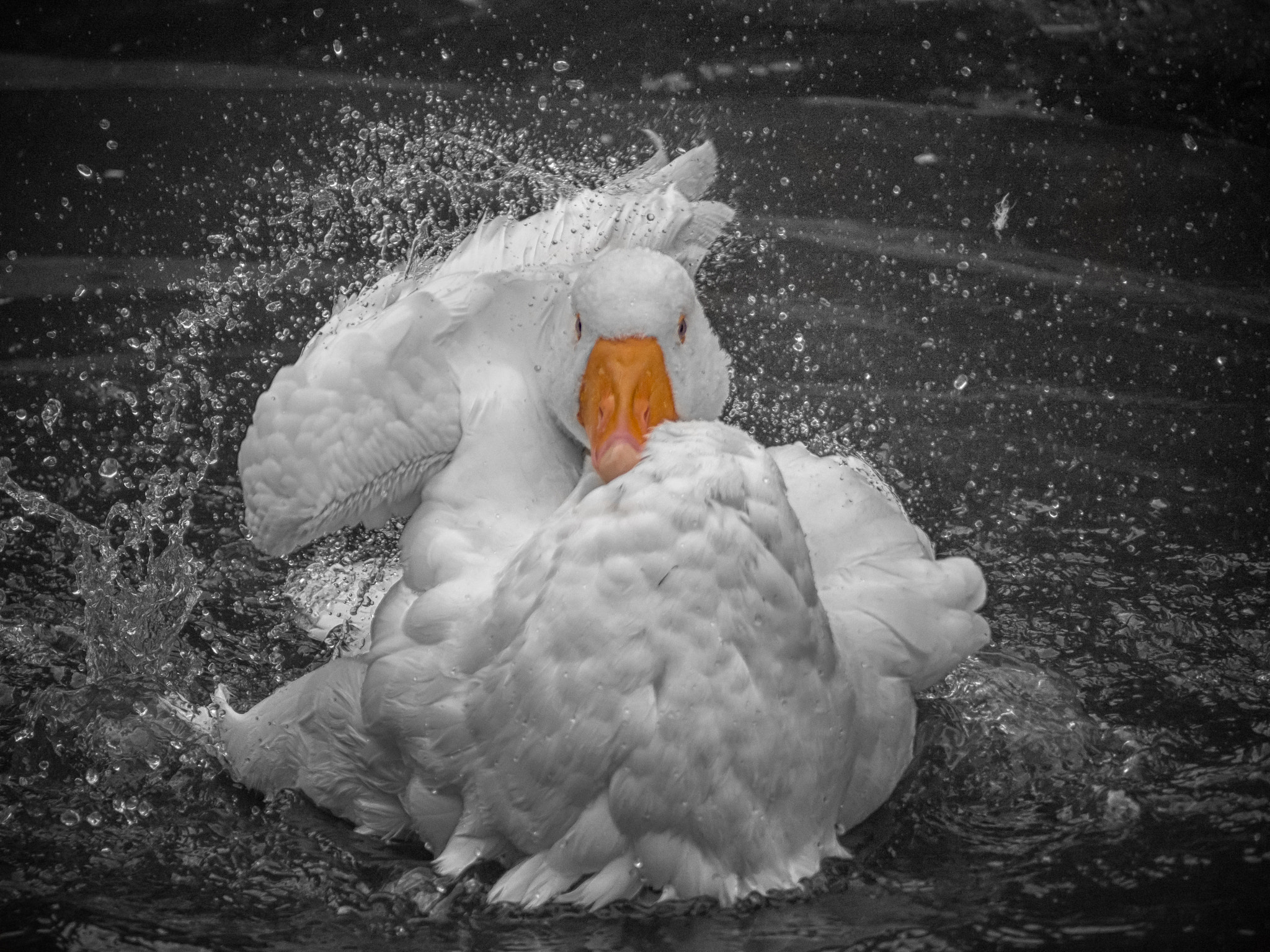 Panasonic Lumix G Vario 45-200mm F4-5.6 OIS sample photo. Strike a pose... photography