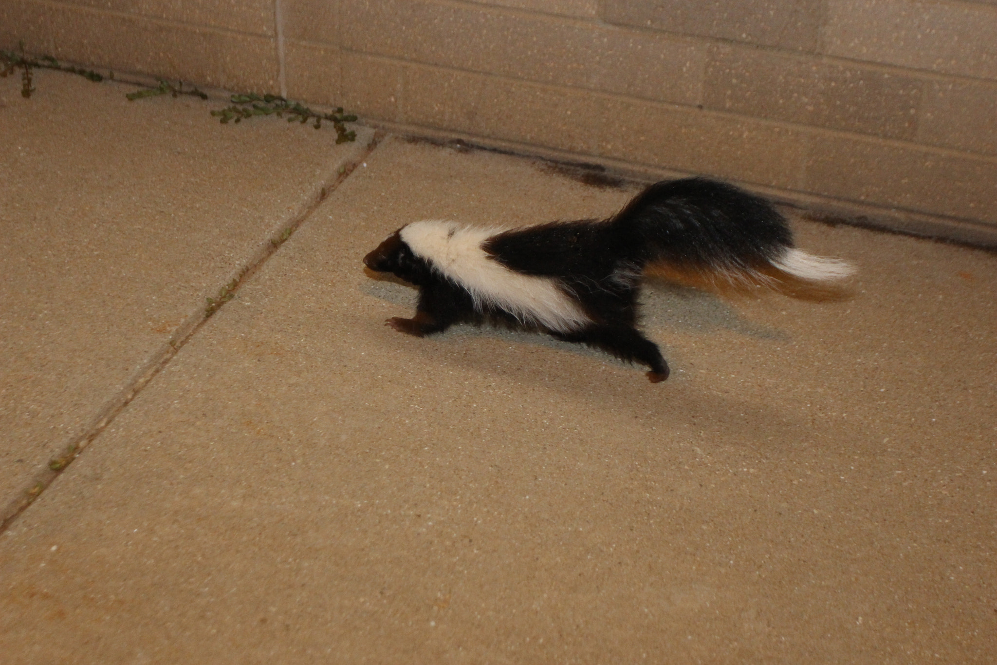 Canon EOS 100D (EOS Rebel SL1 / EOS Kiss X7) + Canon EF 17-40mm F4L USM sample photo. Skunk on the run photography