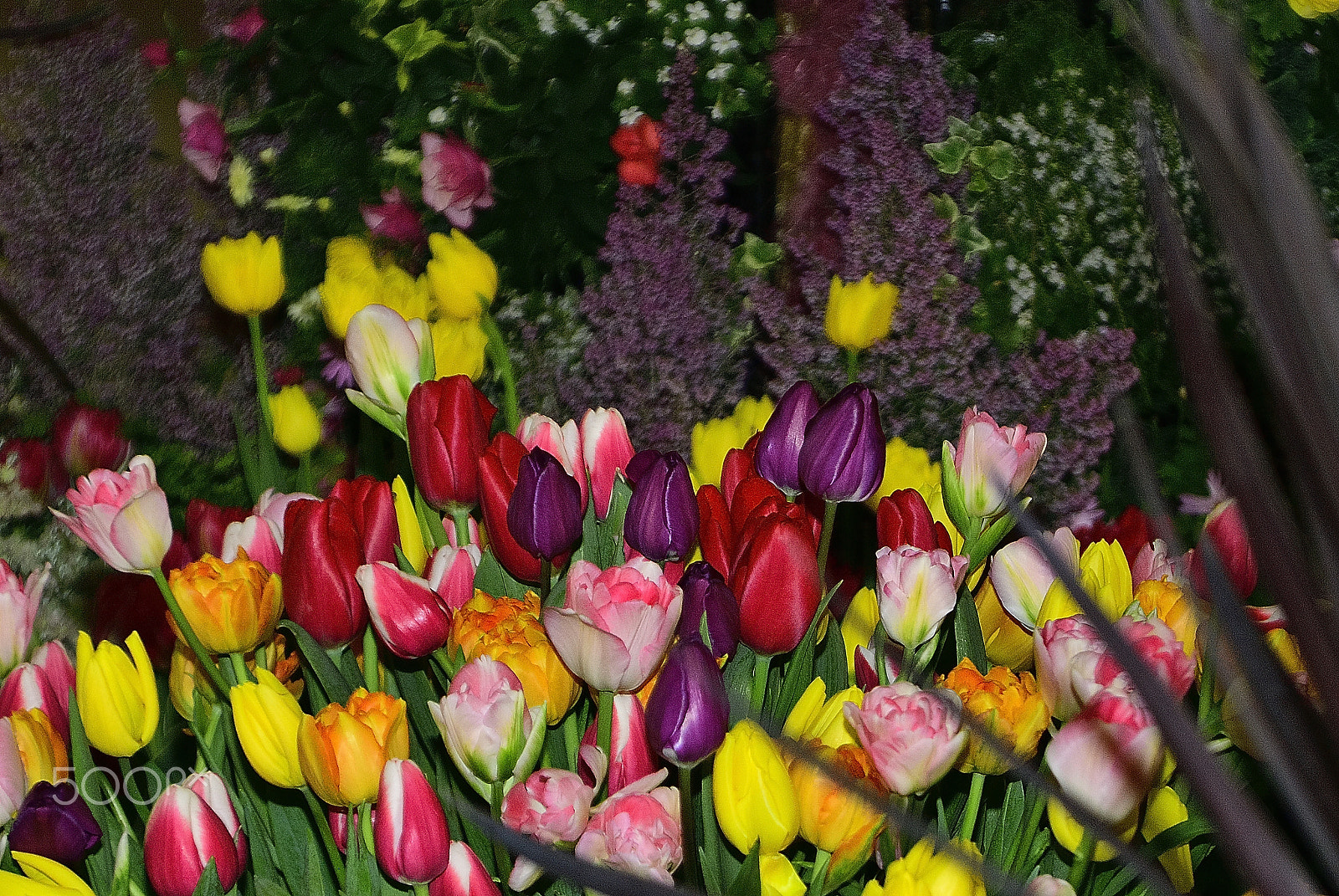 Nikon D200 sample photo. Flower arrangements, tulip us. photography