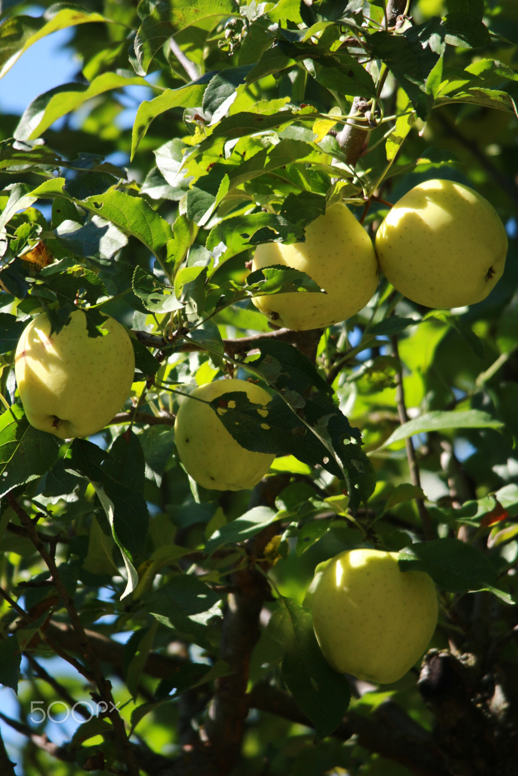 Sigma 150-500mm F5-6.3 DG OS HSM sample photo. Fall harvest photography